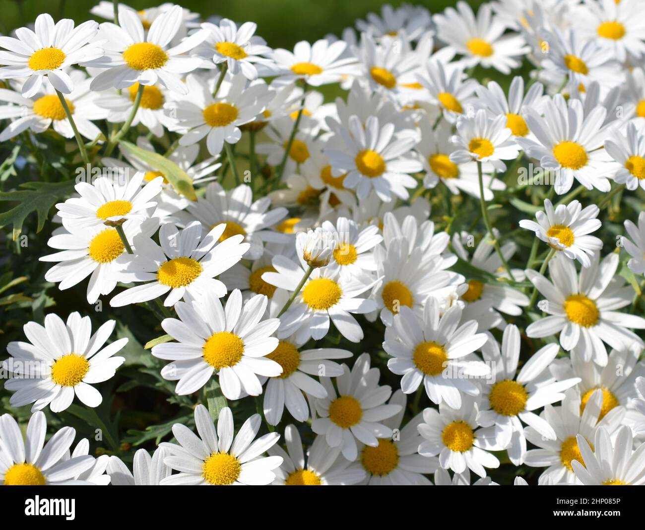 Gros plan sur les fleurs blanches marguerite Banque D'Images