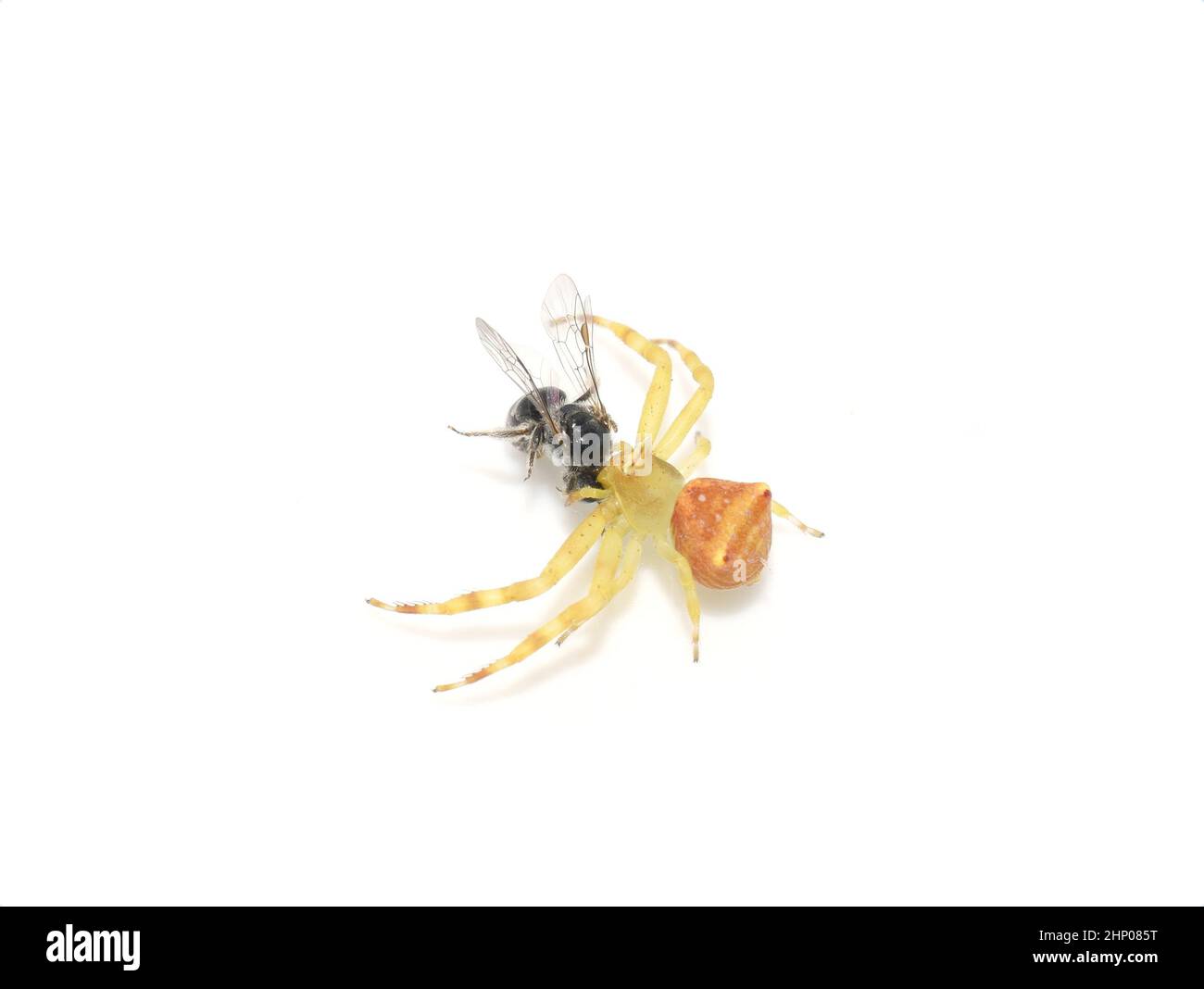 Araignée de crabe Thomisidae avec petite proie d'abeille isolée sur fond blanc Banque D'Images