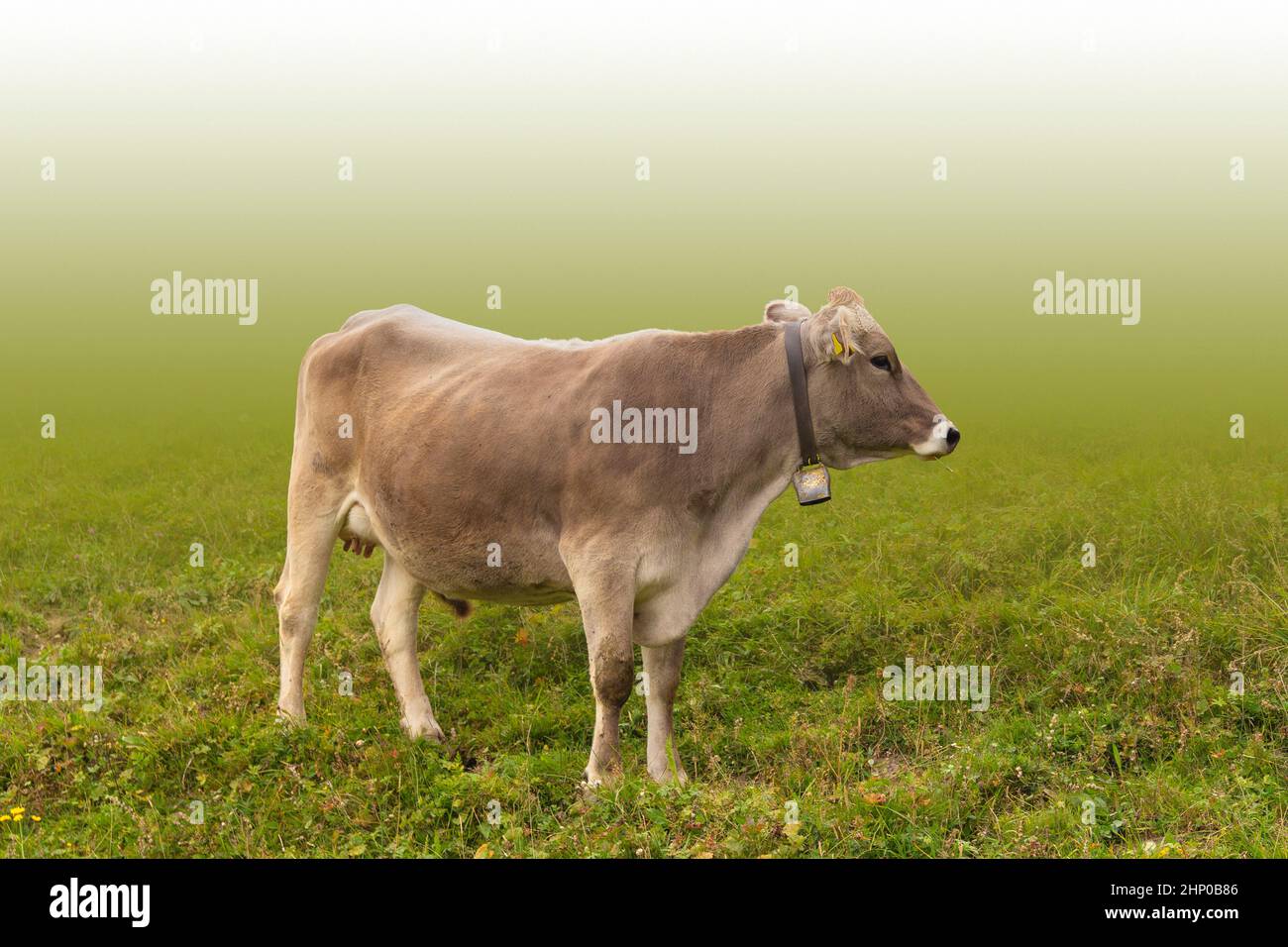 Bétail sur un pré, gradient isolé dans le dos léger Banque D'Images