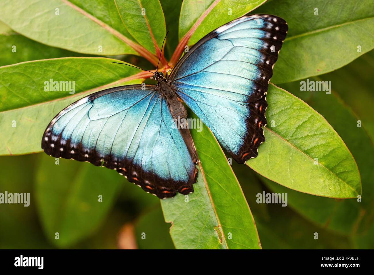 Vue sur le papillon morphologique bleu Peleides avec ailes ouvertes sur nature verte. Banque D'Images