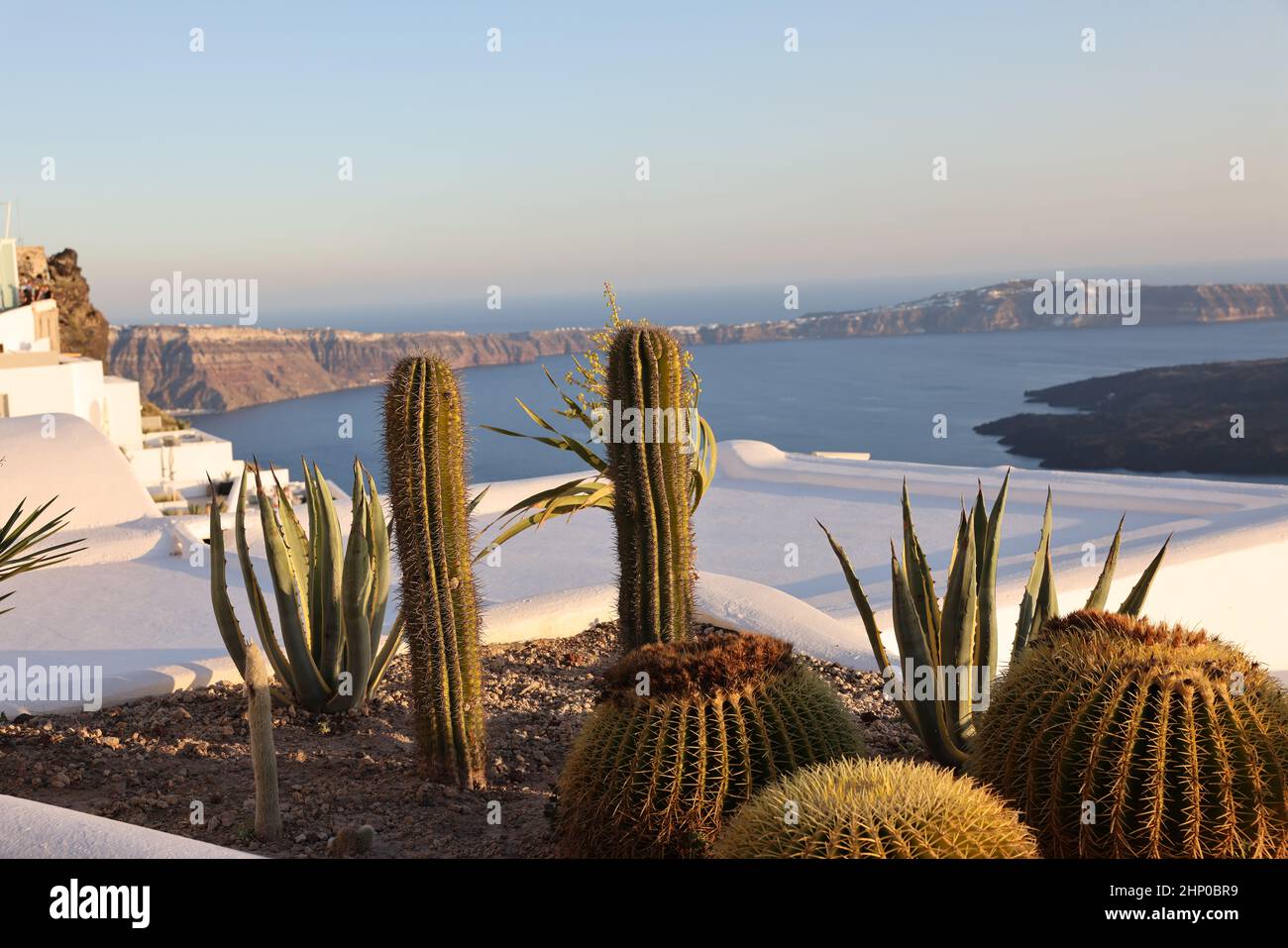 Gros plan de cactus et d'aloès qui poussent dans un lit de fleurs à Santorin.Caldera en arrière-plan. Banque D'Images
