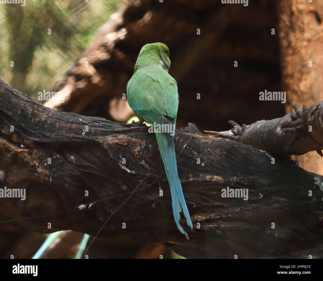 perroquet vert assis dans l'arbre. avec un arrière-plan flou Banque D'Images