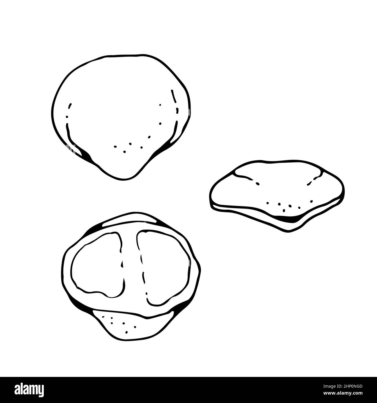 OS patellaire humain, illustration vectorielle dessinée à la main isolée sur fond blanc, esquisse anatomique de médecine orthopédique Illustration de Vecteur