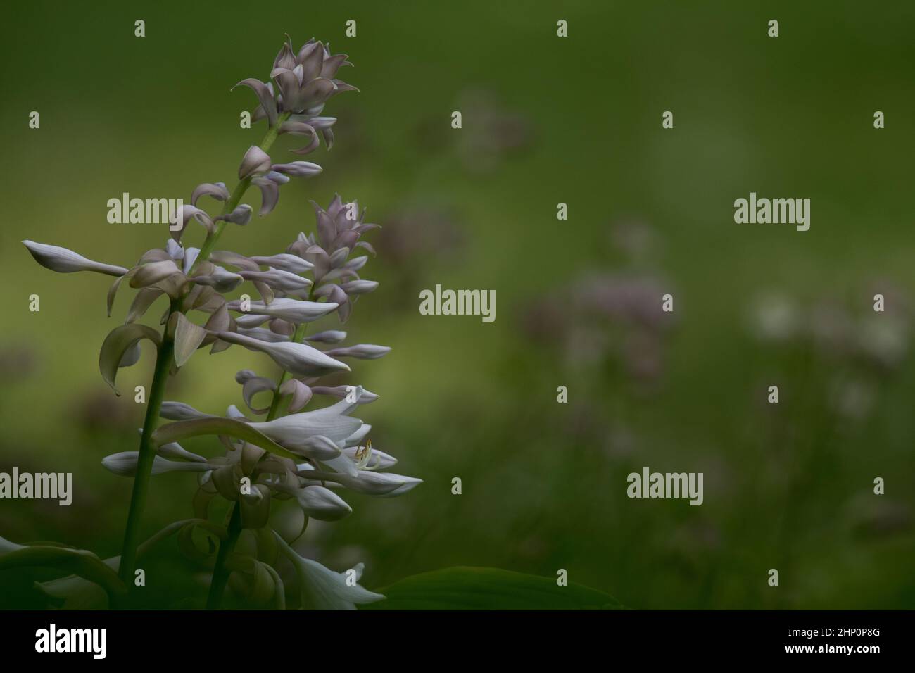 Grande tige de fleurs en premier plan et plus derrière Banque D'Images