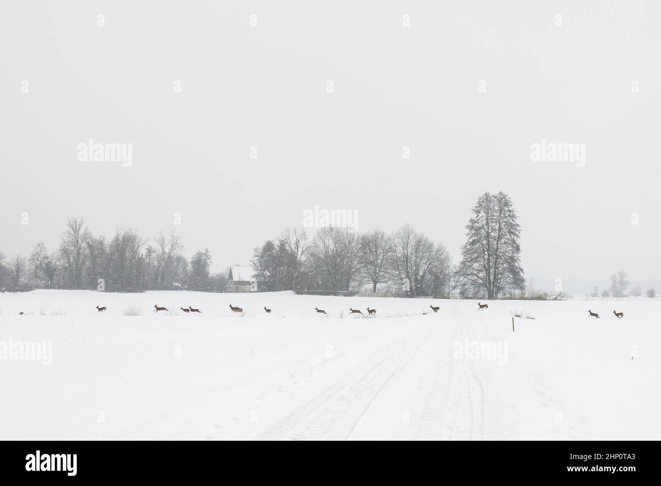 Wildwechsel im Schnee Banque D'Images