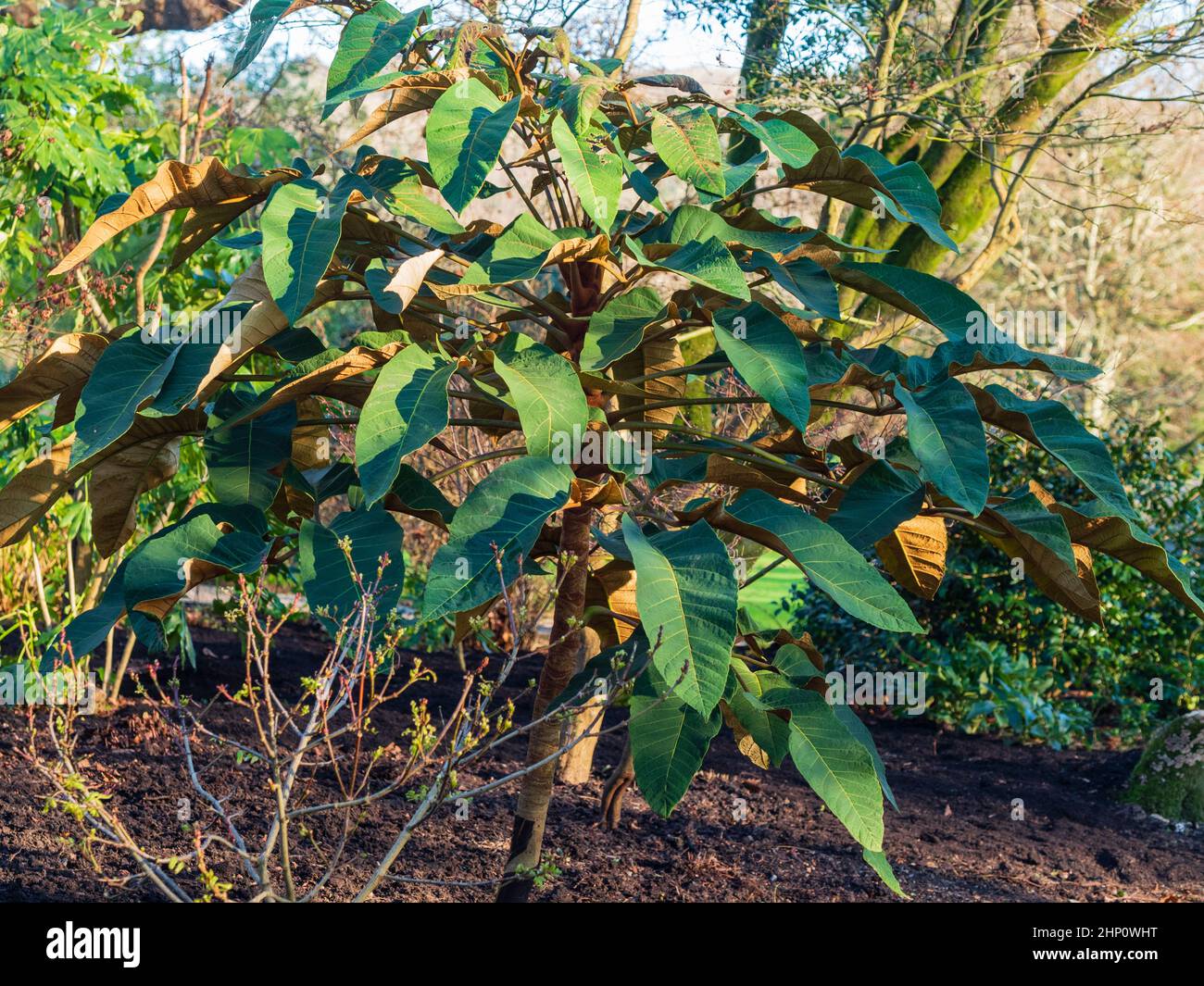 Feuilles massives et indumentum brun de l'arbuste ou petit arbre exotique à feuilles persistantes, Schefflera macrophylla Banque D'Images