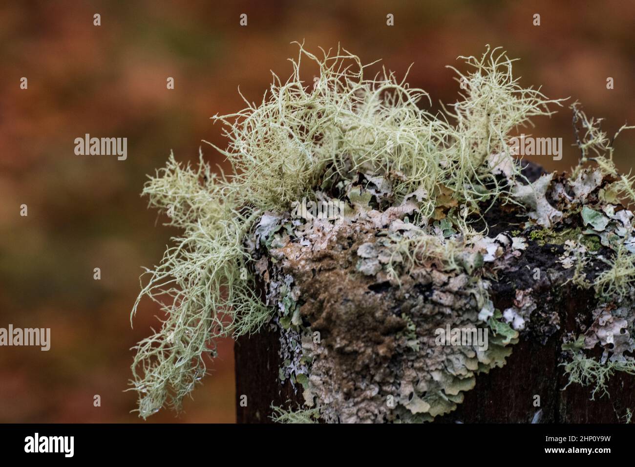 Lichen barbu (Usnea filipendula (Usnea dasopoga)) et lichen à capot de Monk (Hypogymnia physodes) sur le poste de clôture Banque D'Images