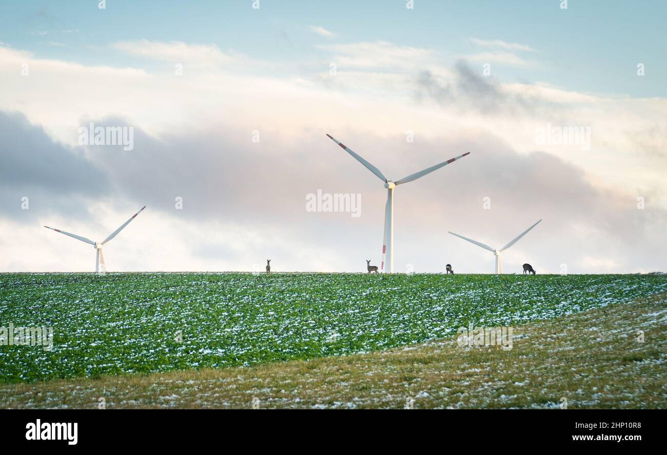 L'énergie éolienne dans le burgenland avec quelques cerfs à l'avant Banque D'Images