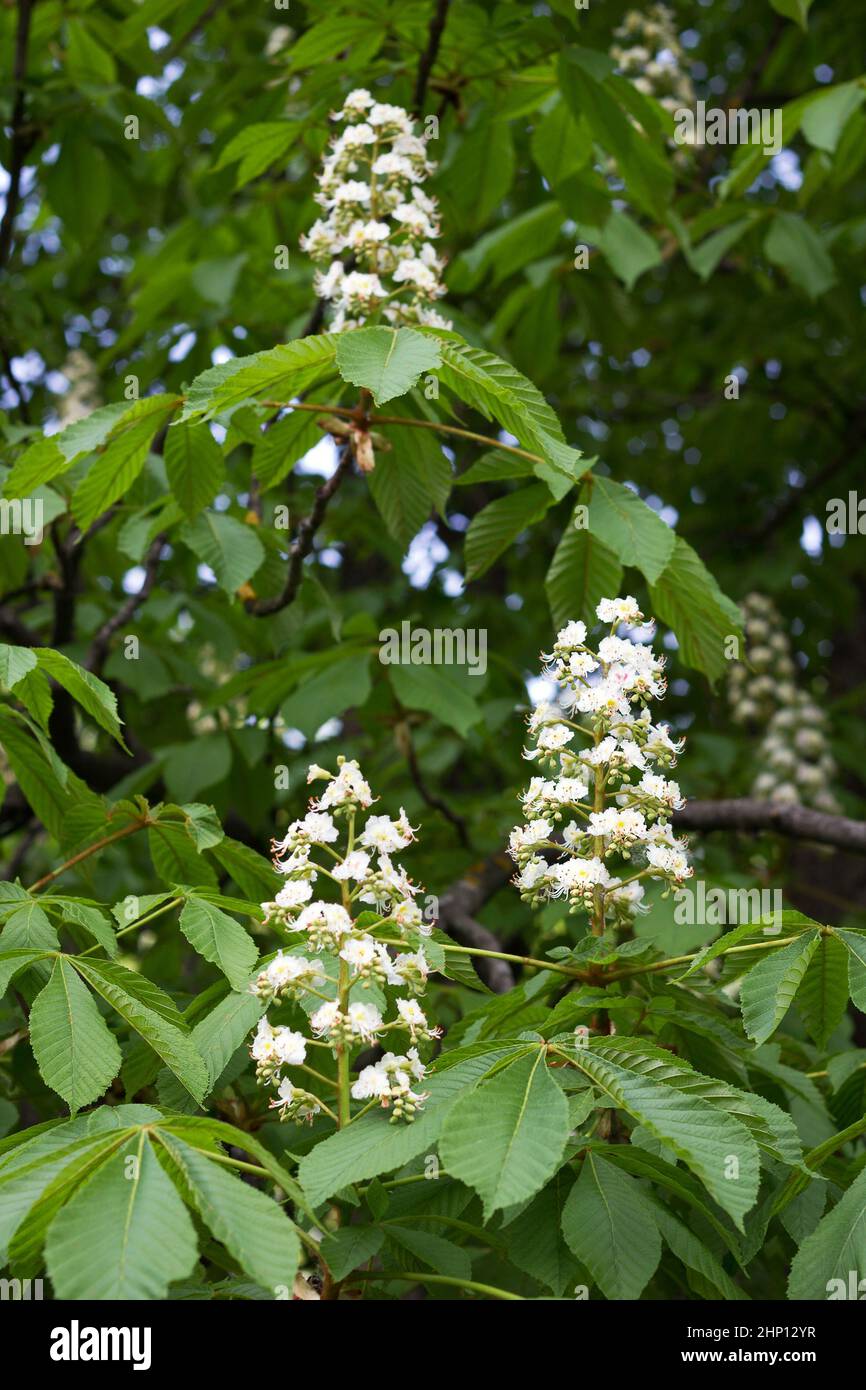 Châtaignier à fleurs avec feuilles vert vif, période de pollinisation. Saison de printemps Banque D'Images