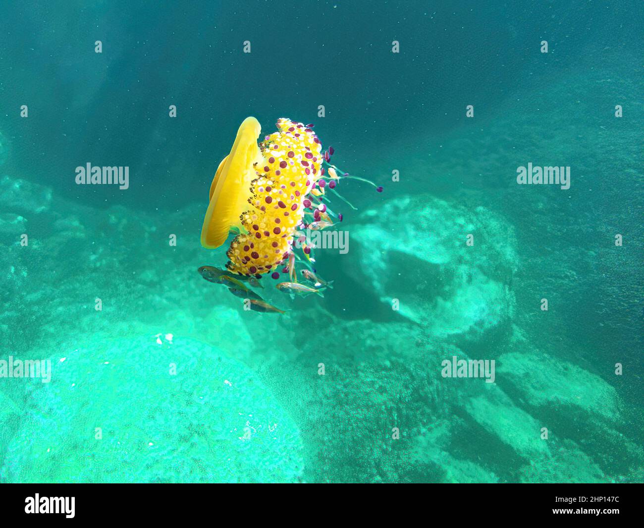 Cotylorhiza tuberculata espèces vivant dans la mer Méditerranée, la mer Égée et la mer Adriatique. Méduses méditerranéens flottant dans l'eau sur le bleu Banque D'Images