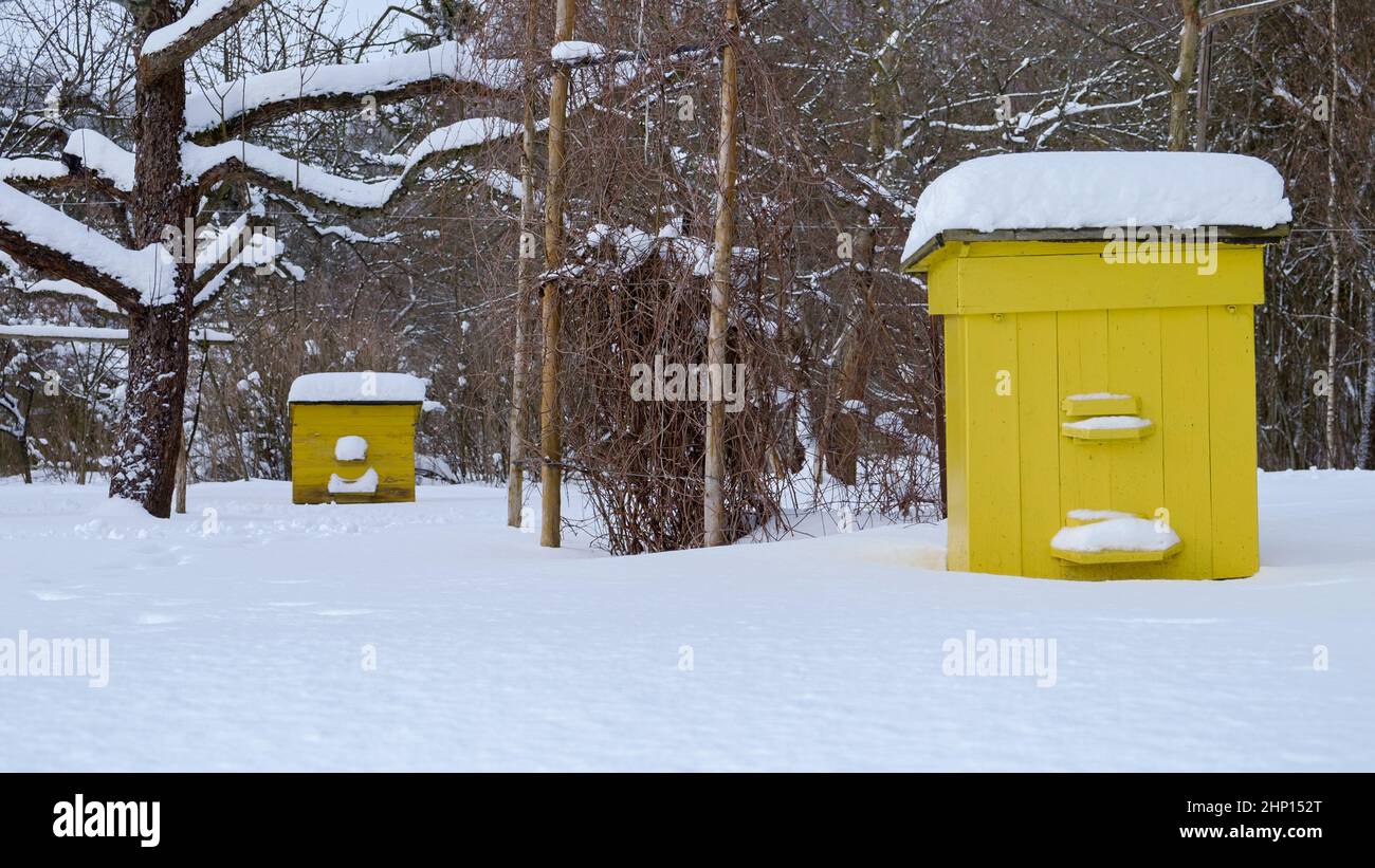 Les ruches d'abeilles étaient couvertes de neige pendant l'hiver froid. Ruches dans le verger de pomme en hiver. Apiculture. Banque D'Images