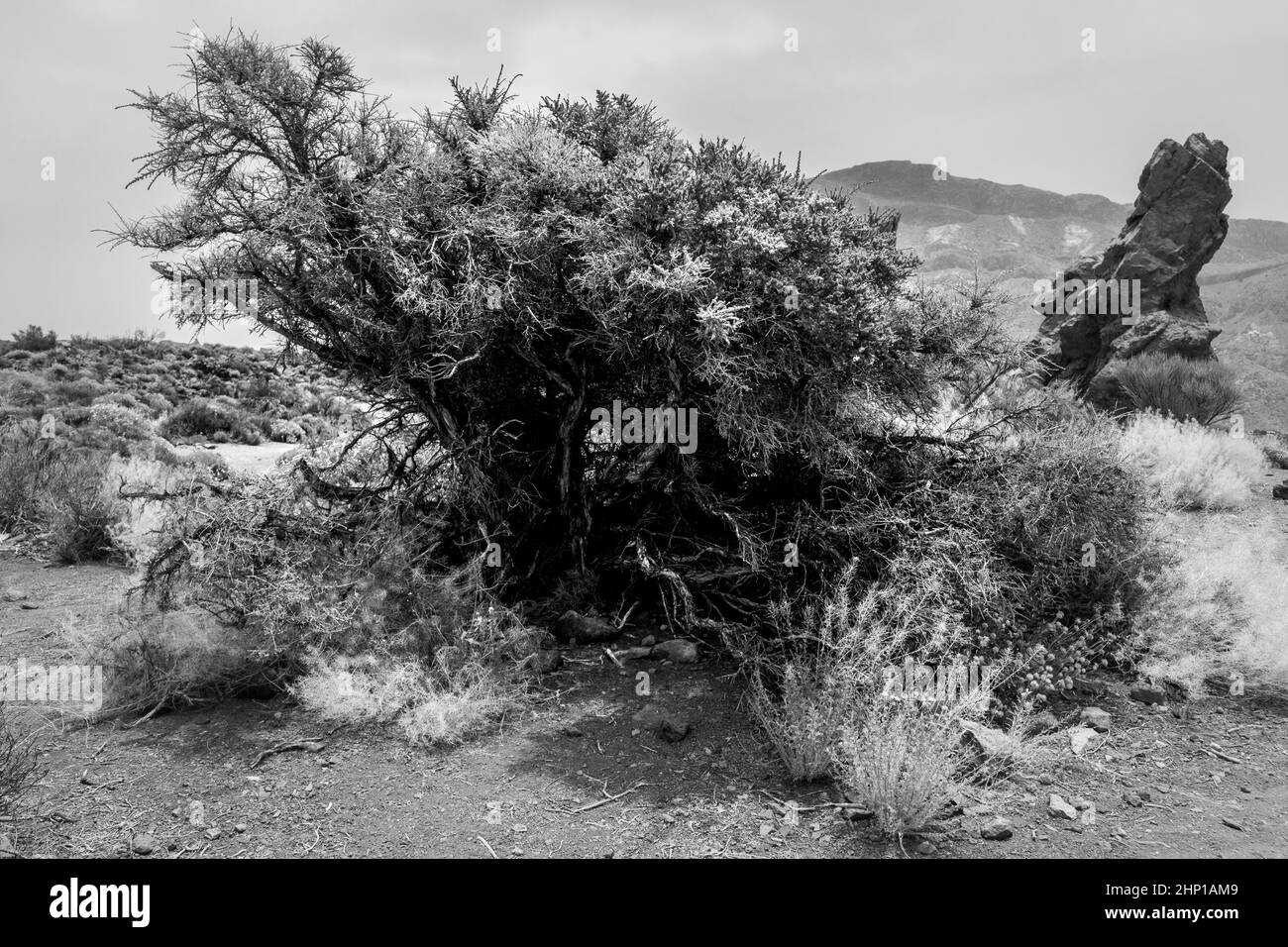 Une bague sèche, en gros plan.Noir et blanc.Ténérife.Îles Canaries.Espagne. Banque D'Images Une bague sèche, en gros plan.Noir et blanc.Ténérife.Îles Canaries.Espagne. Banque D'Images