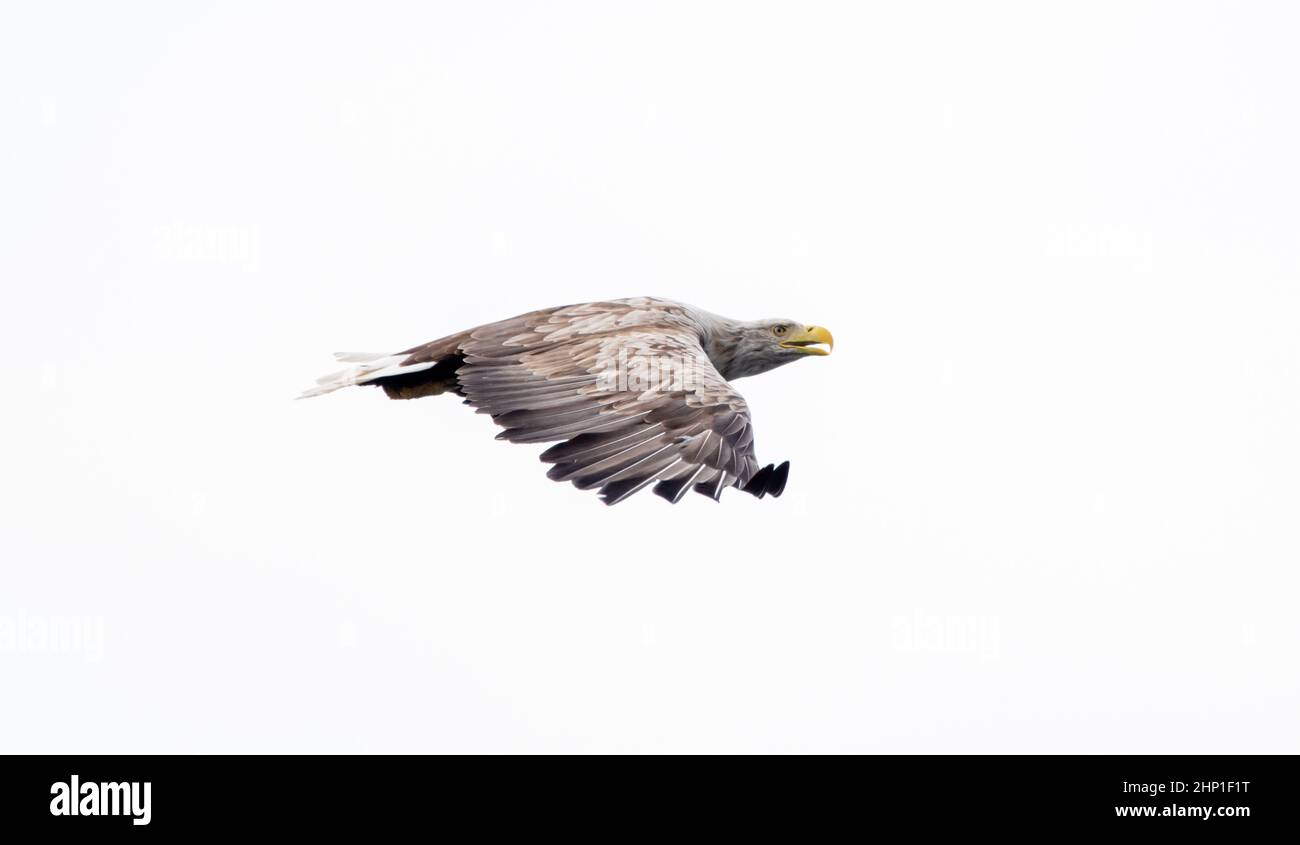 Aigle de mer à queue blanche en vol sur l'île de Mull Banque D'Images