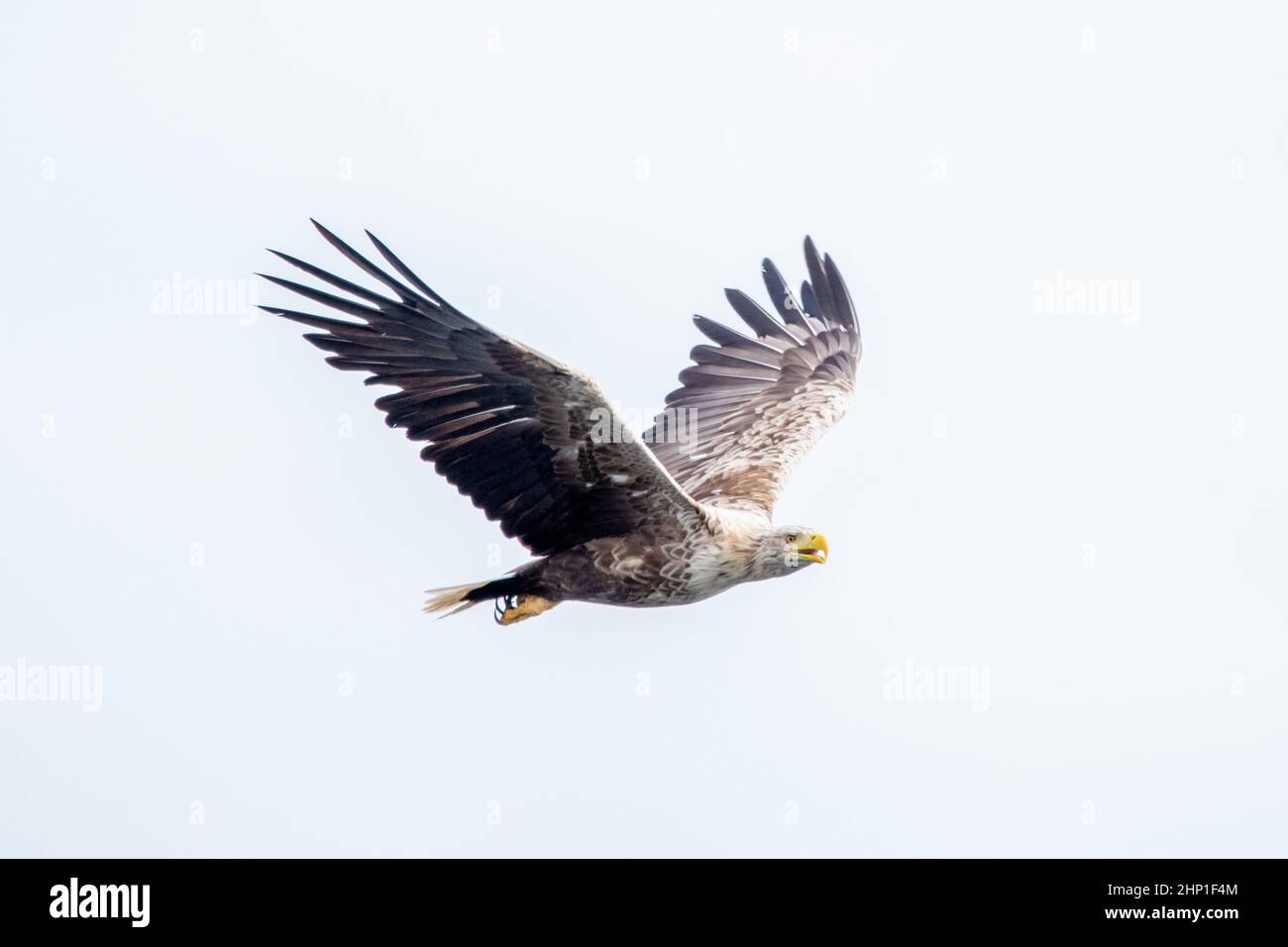 Aigle de mer à queue blanche en vol sur l'île de Mull Banque D'Images