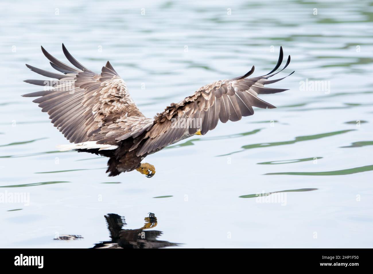 Aigle de mer à queue blanche en vol sur l'île de Mull Banque D'Images