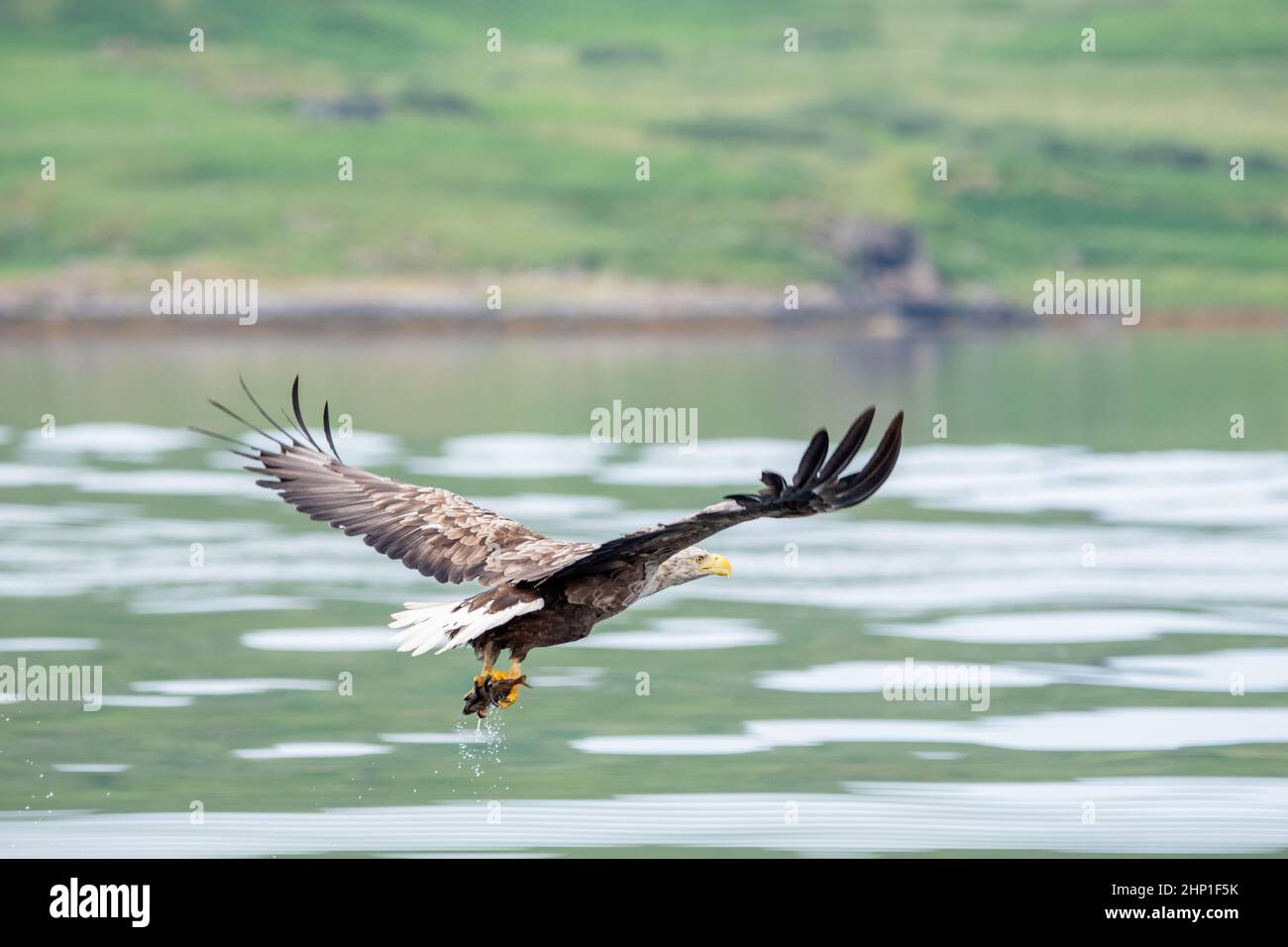 Aigle de mer à queue blanche en vol sur l'île de Mull Banque D'Images
