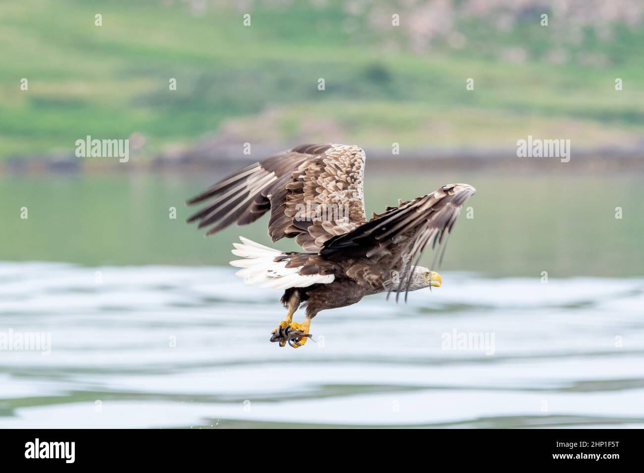 Aigle de mer à queue blanche en vol sur l'île de Mull Banque D'Images