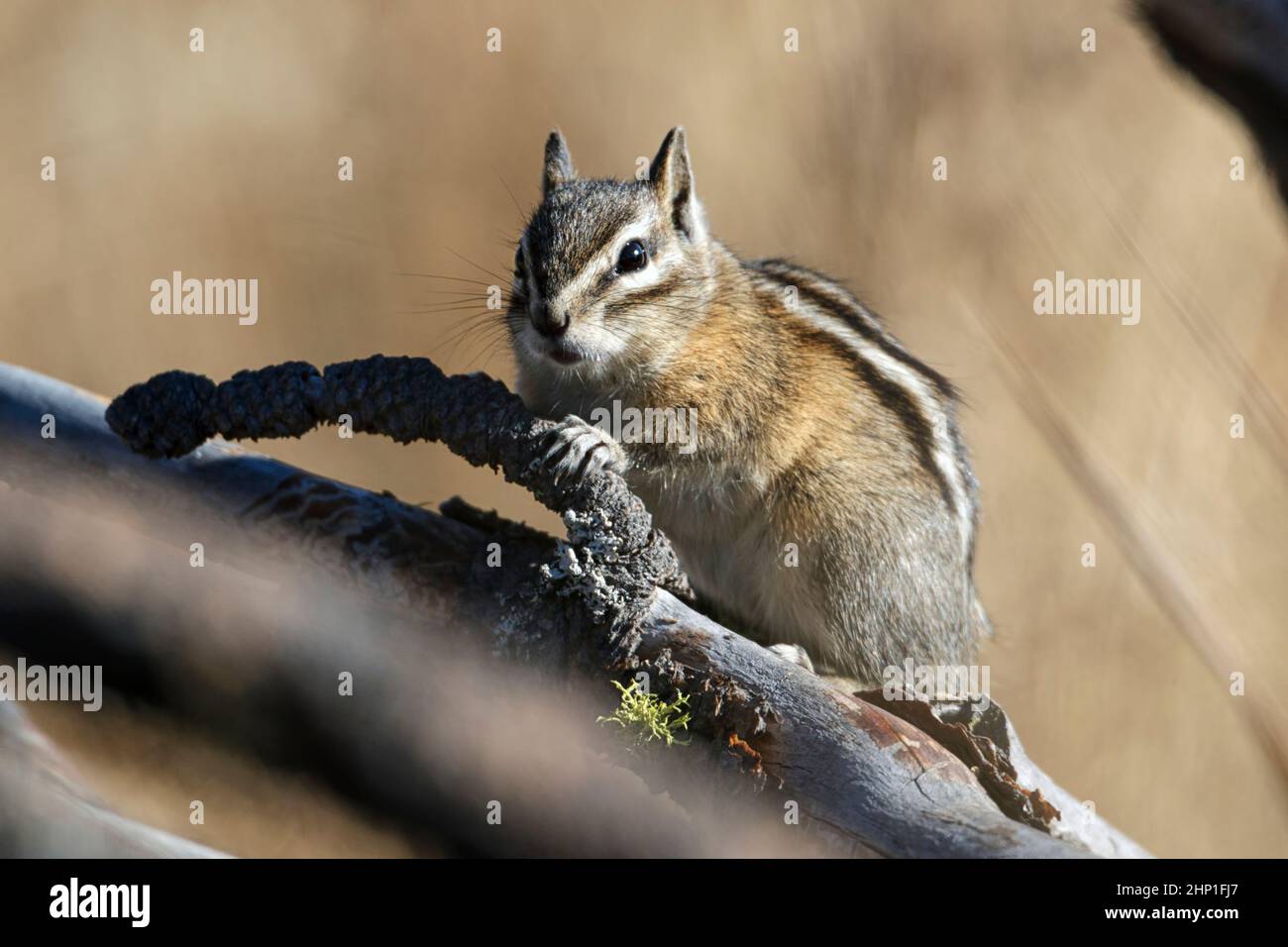 Un petit chipmunk est sur une branche derrière d'autres branches à l'Turnbull wildlife refuge à Cheney, Washington. Banque D'Images