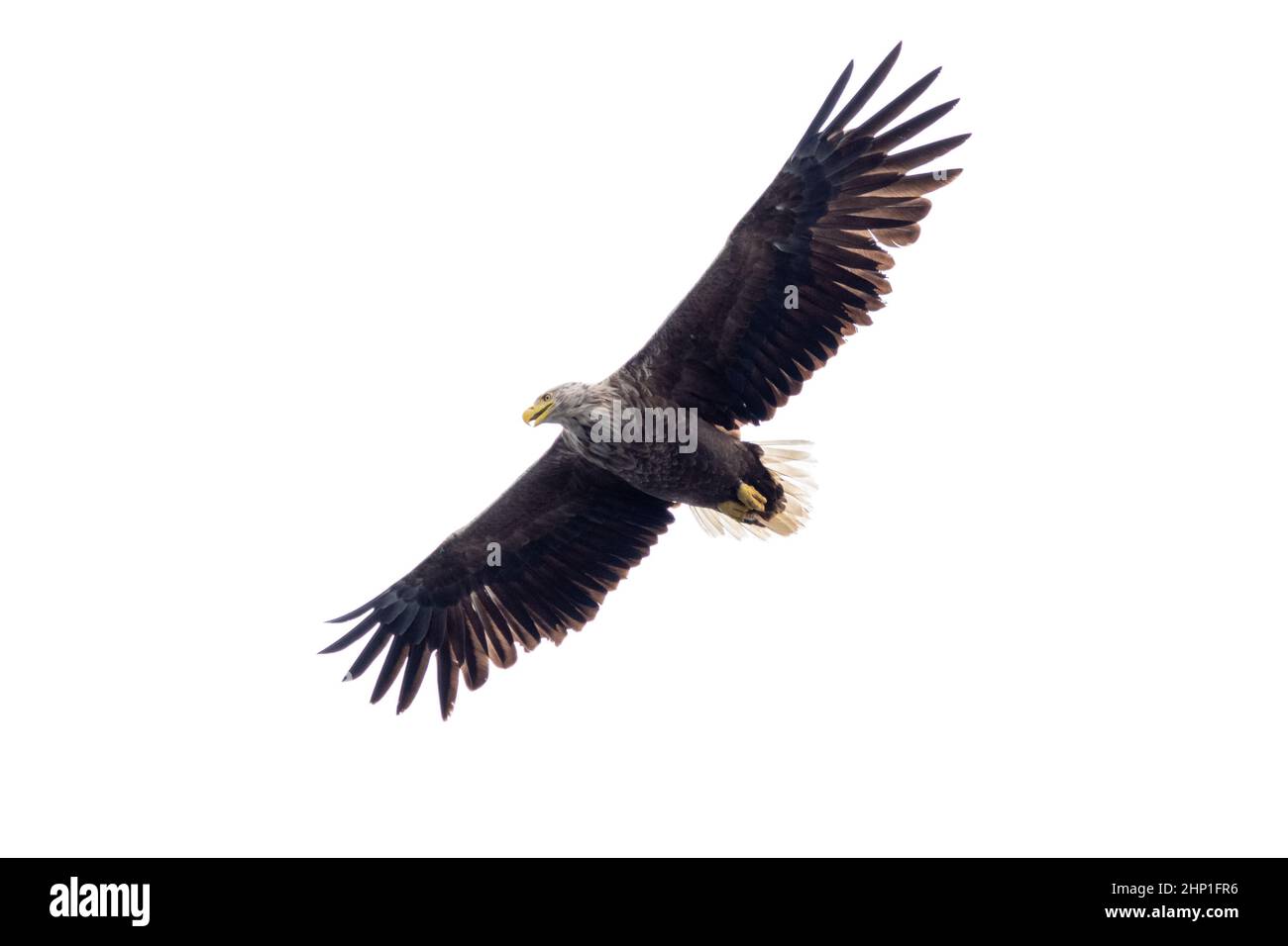 Aigle de mer à queue blanche en vol sur l'île de Mull Banque D'Images