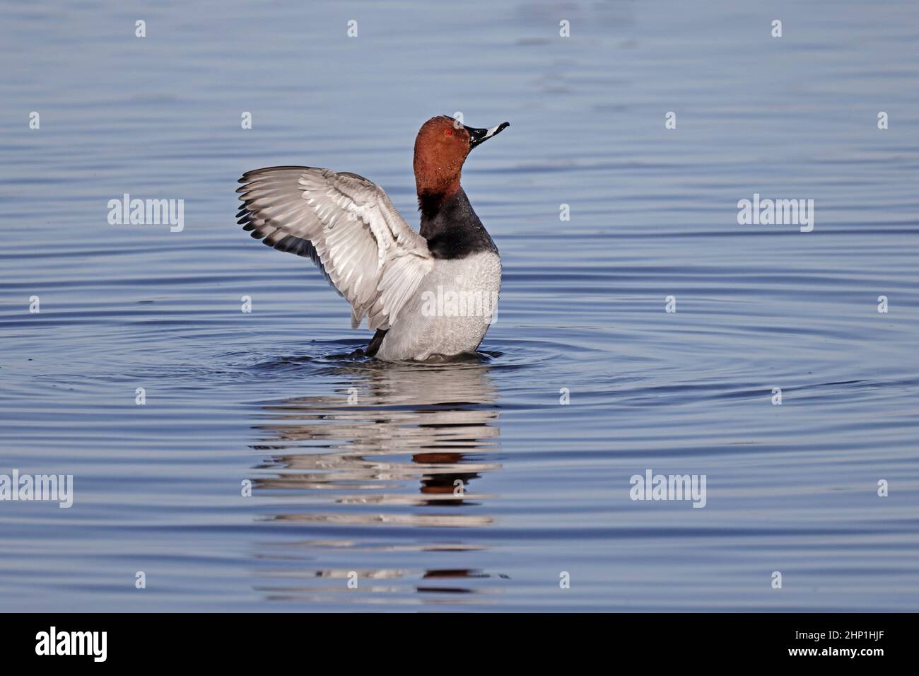 Le mâle Pochard floquant ses ailes à la réserve de Welney WWT Banque D'Images