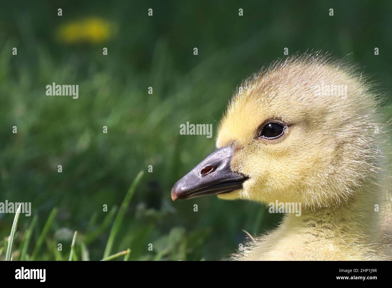 Macro d'un portrait de tête d'un Gosling de la Bernache du Canada. Banque D'Images