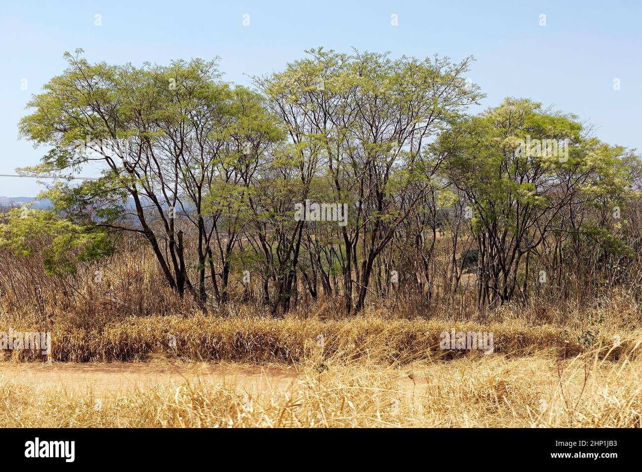 cerrado brésil végétation sèche en plein air arbres Banque D'Images