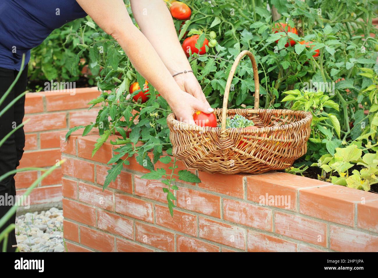 Jardinier cueillant des légumes .Lits surélevés jardinage dans un jardin urbain plantes en croissance herbes épices baies et légumes . Banque D'Images