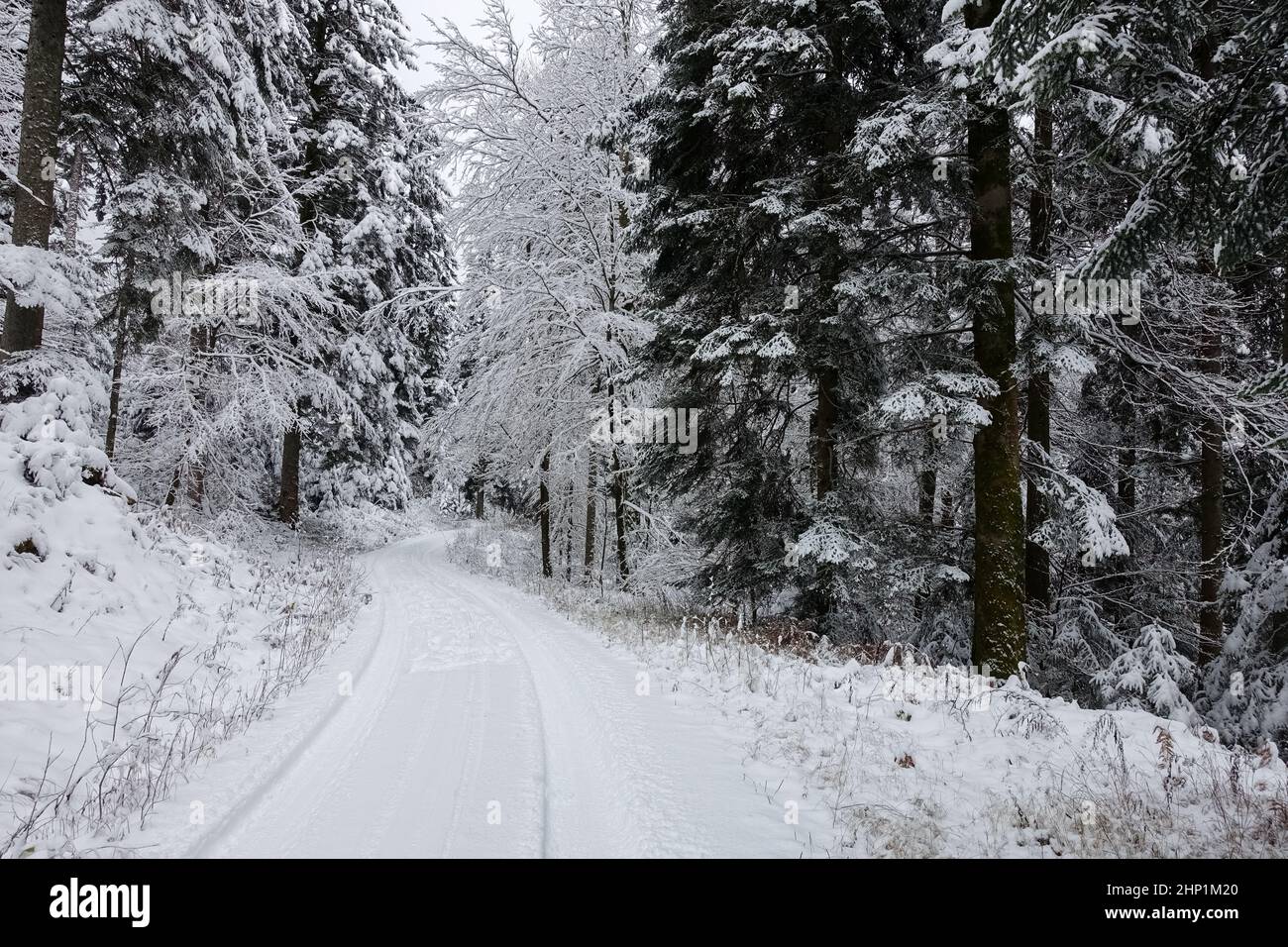 Winterwald mit Waldweg Banque D'Images
