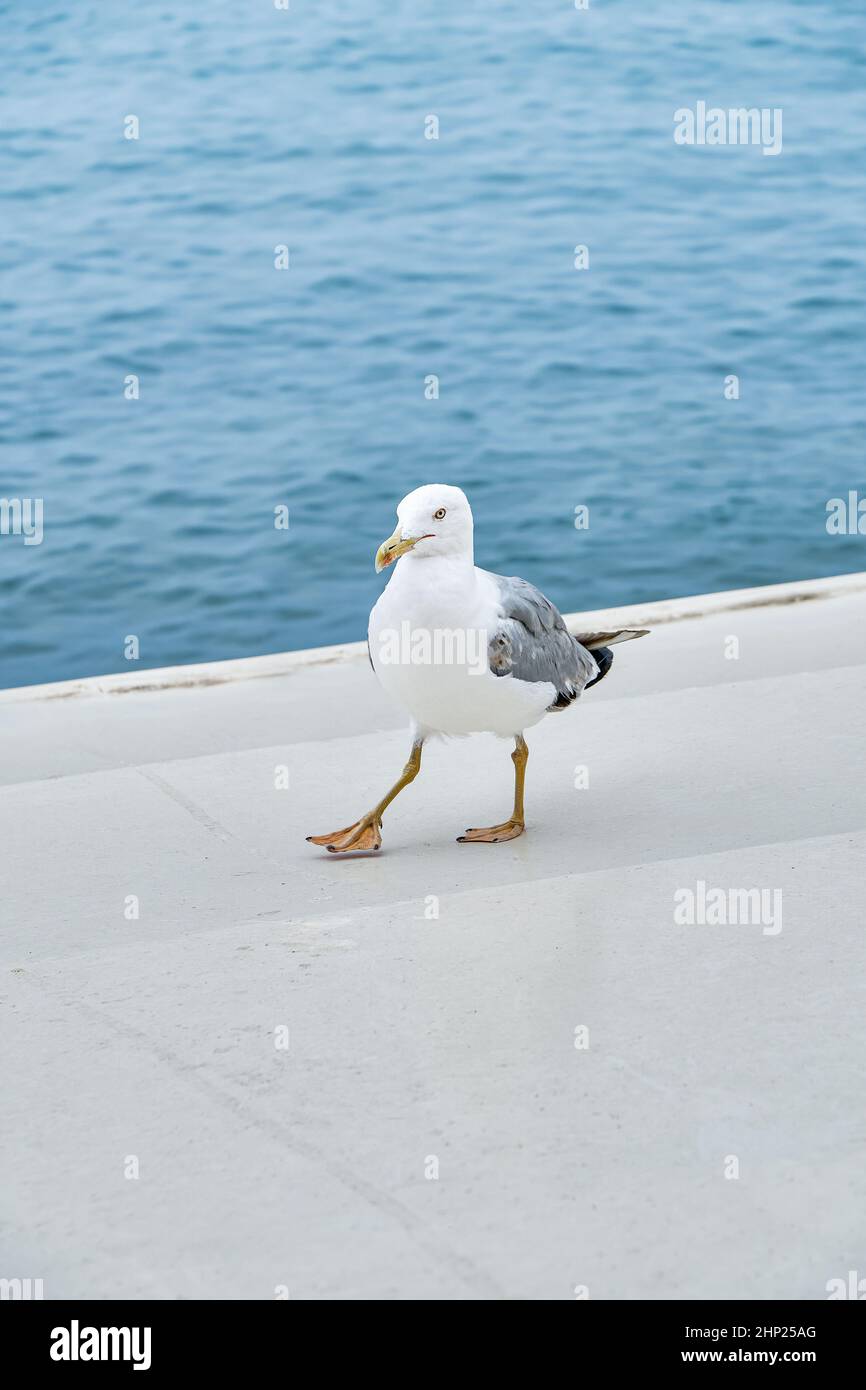 La mouette blanche longe un front de mer en béton près d'une mer calme. L'eau ondulée lave l'allée d'asphalte à la lumière du soleil en été de près Banque D'Images