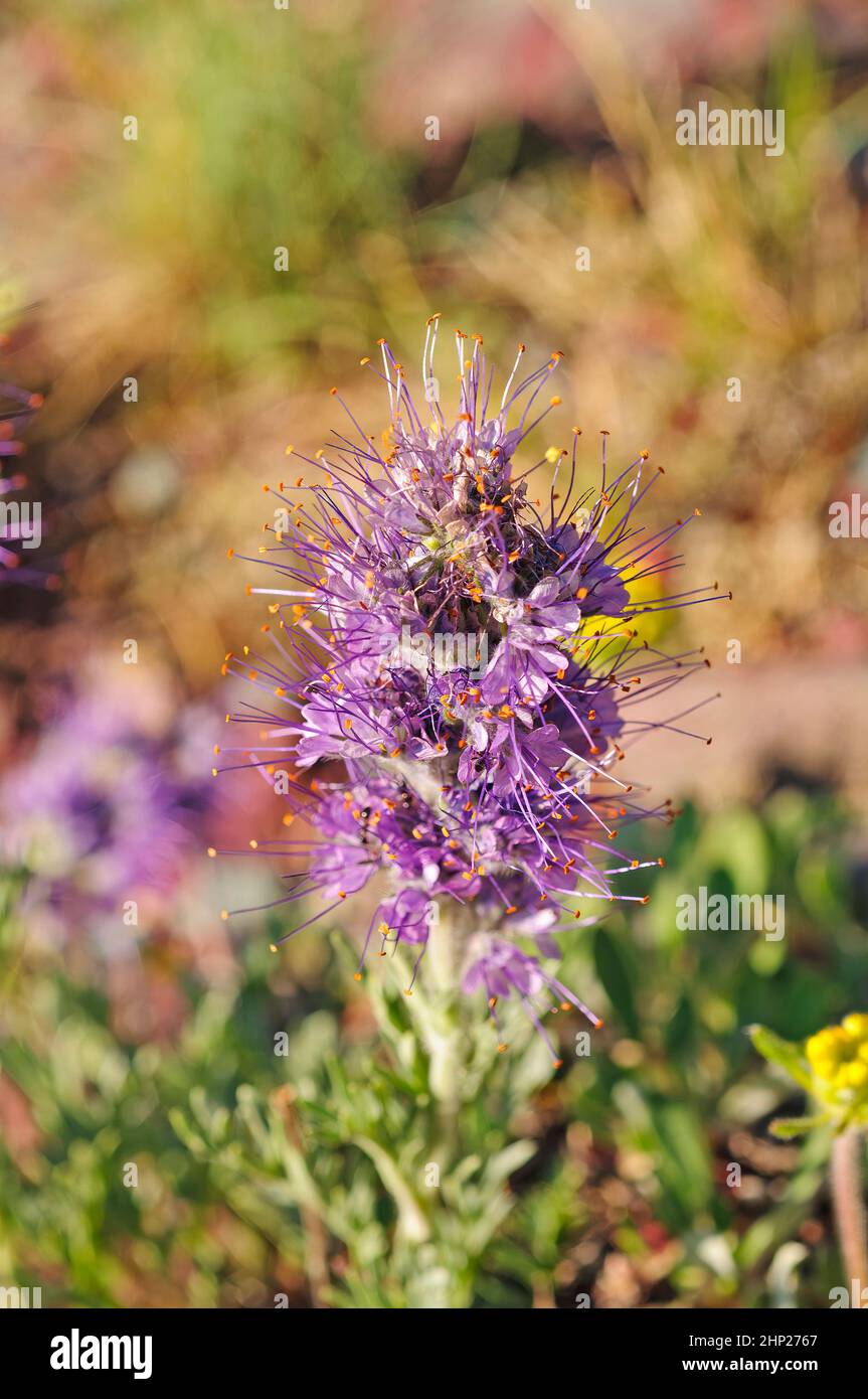 La Phacelia soyeuse dans son métier à tisser d'été près du lac Okatomi dans le parc national des Glaciers, au Montana Banque D'Images