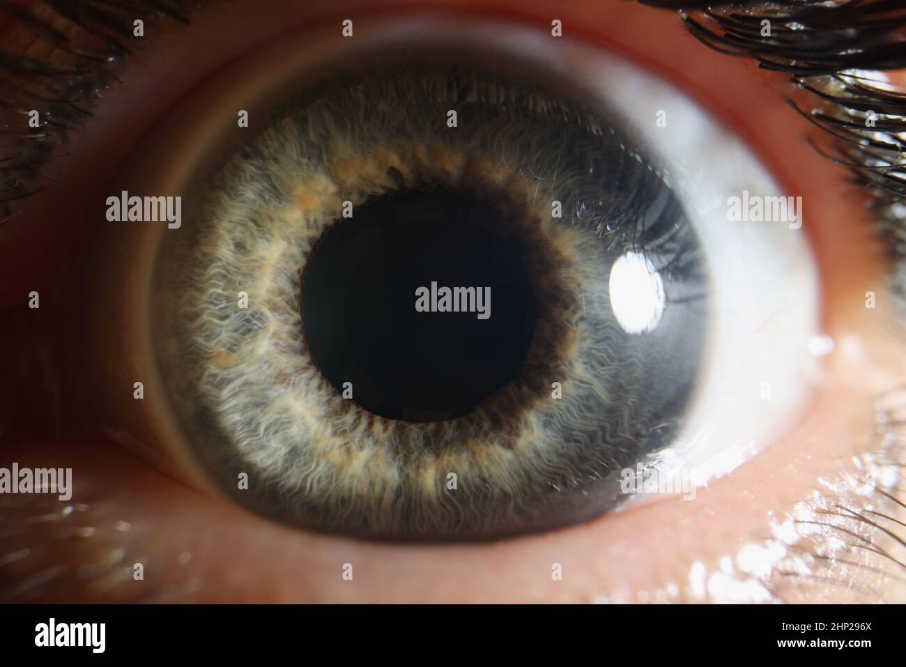 Macro oeil humain, pupille dilatée de couleur grise, rétine en gros plan Banque D'Images
