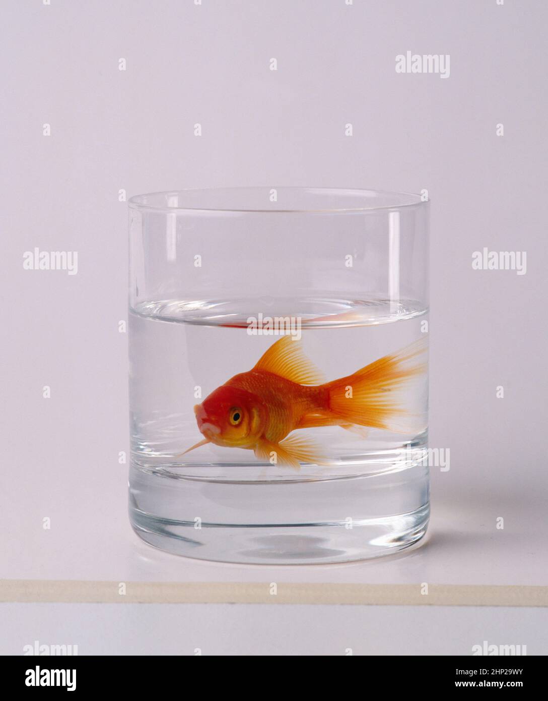 Poisson doré dans un verre de whisky Banque D'Images