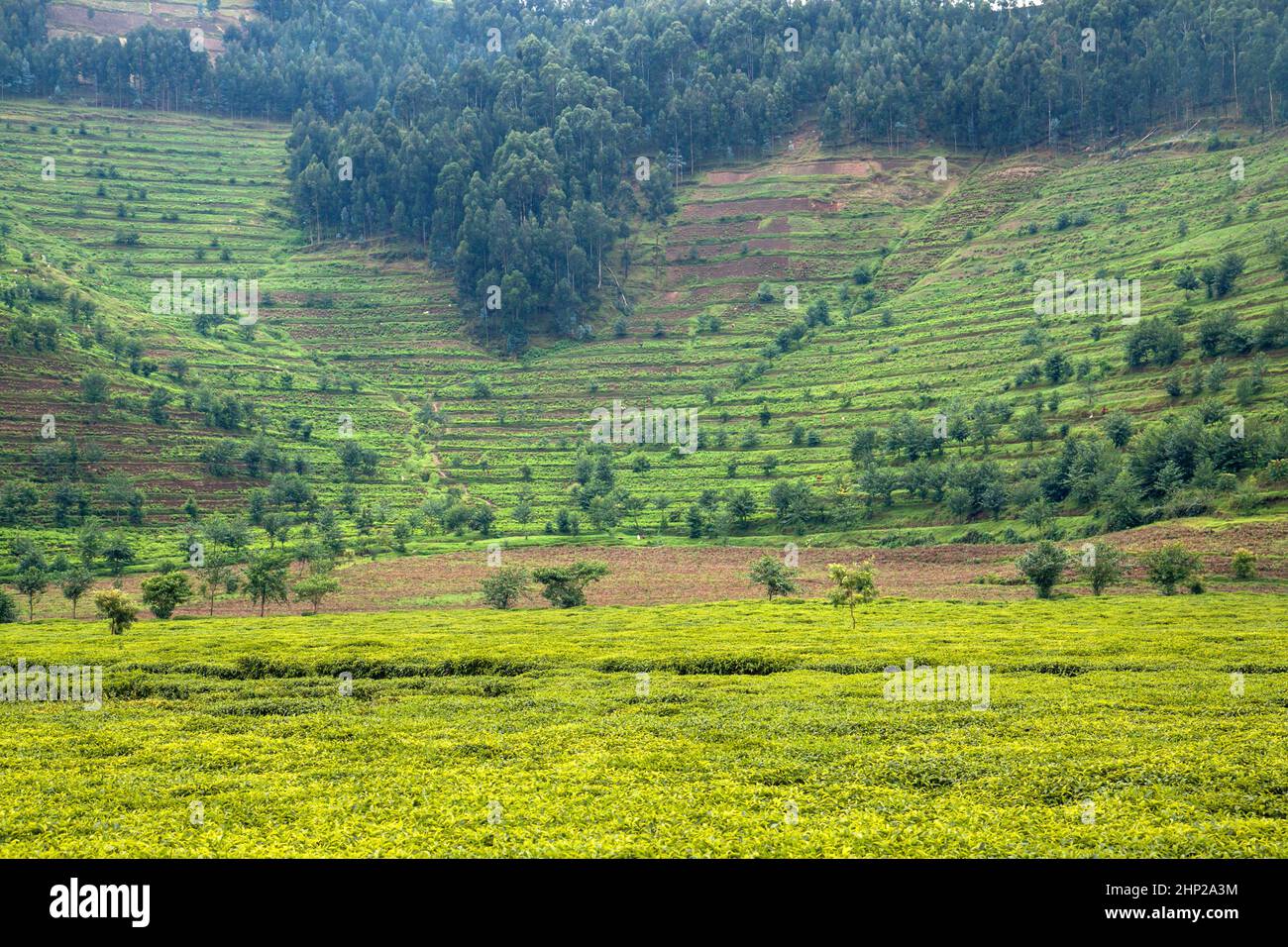 Plantation de thé au Rwanda. La forêt d'eucalyptus sur les pentes abruptes est également transformée en plantations. Banque D'Images