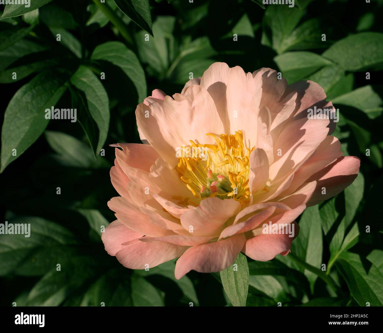Peony Coral Beach. Pivoine rose saumon semi-double Banque D'Images