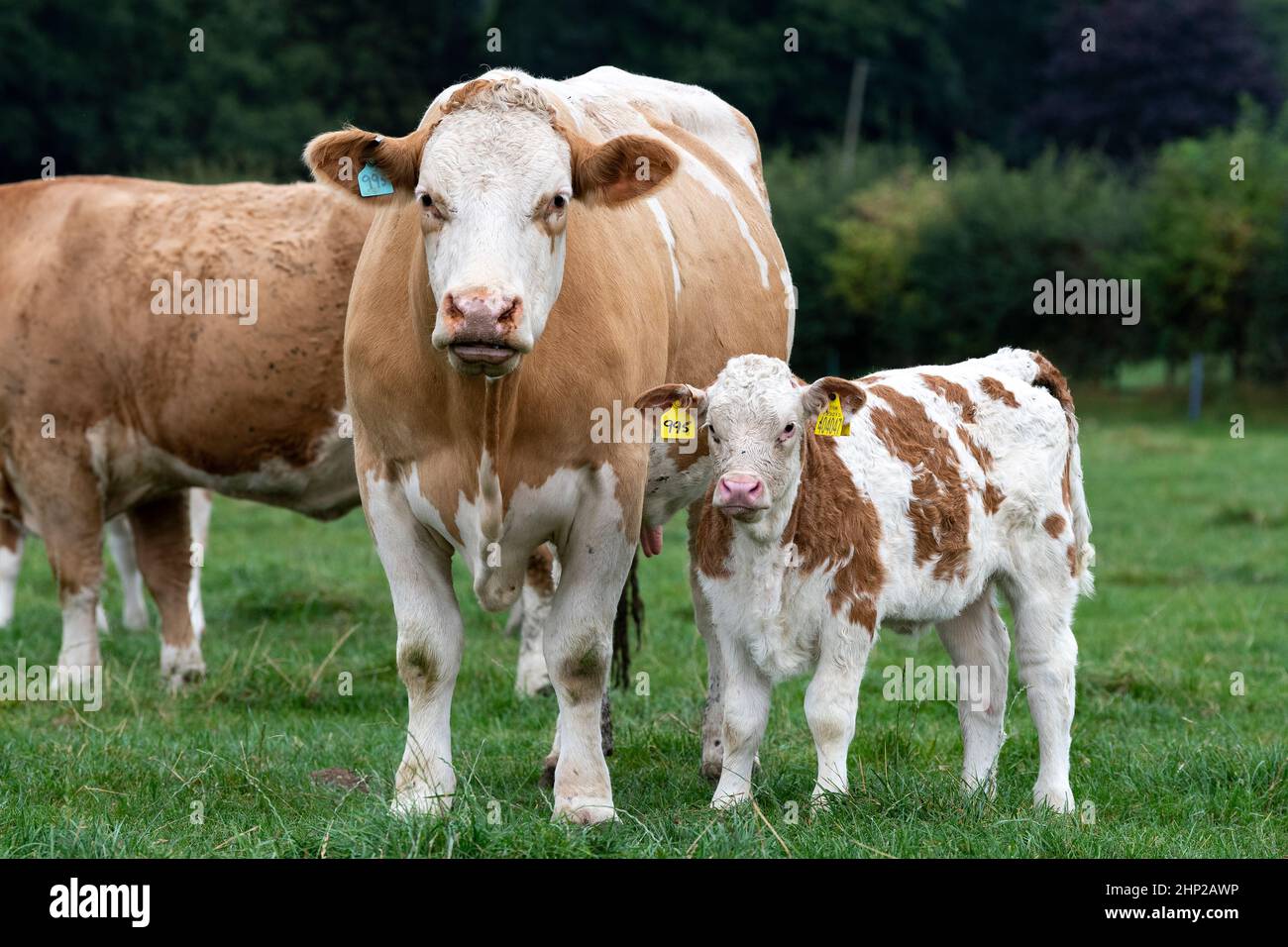 Race Simmental vache et jeune veau, North Yorkshire, Royaume-Uni. Banque D'Images