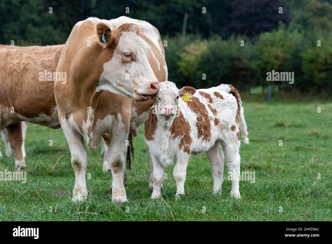 Pedigree vache Simmental léchant l'oreille de son jeune veau, North Yorkshire, Royaume-Uni. Banque D'Images