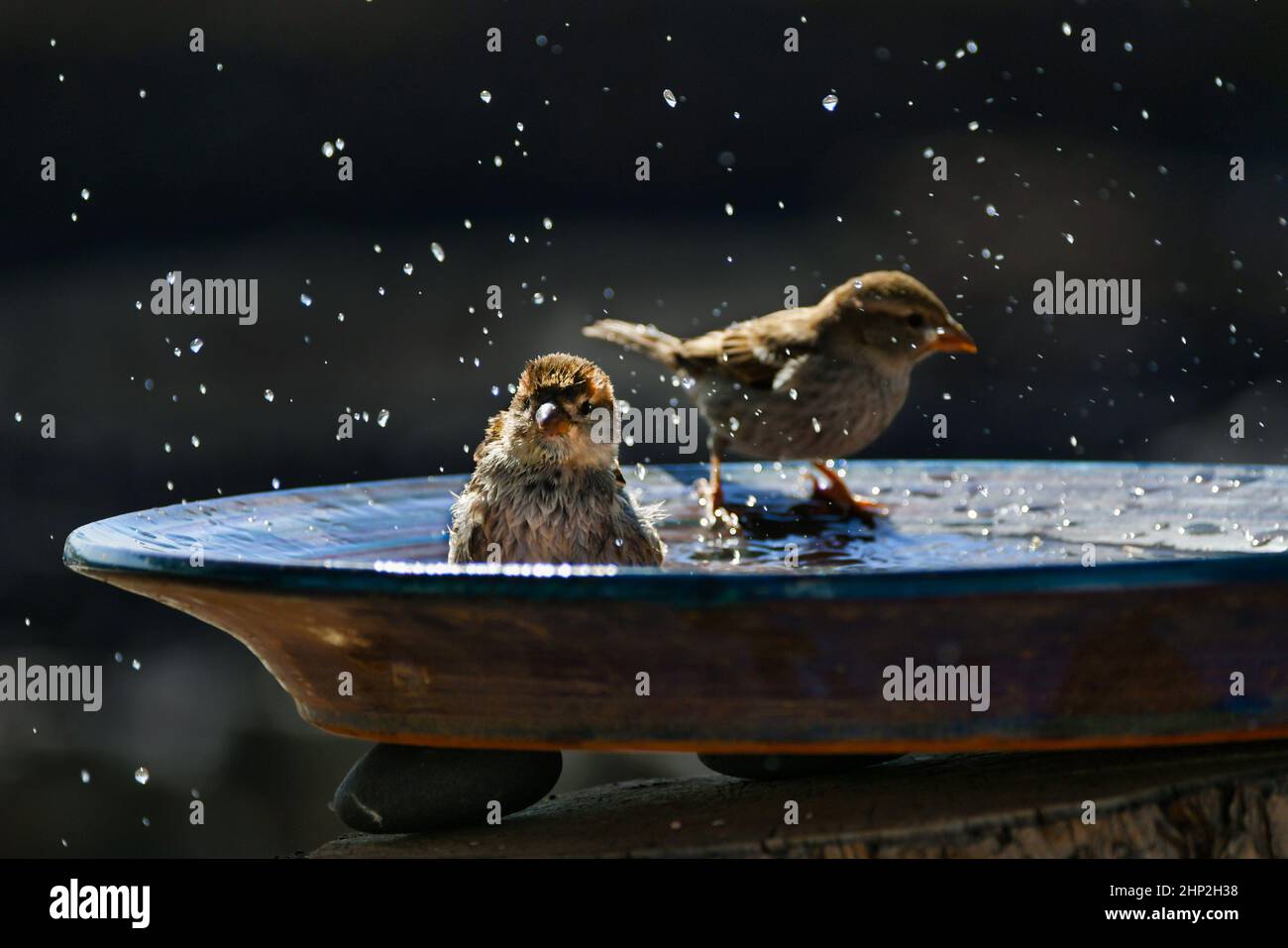 Deux femelles d'espagnol Sparrow (Passer hispaniolensis) prenant un bain dans un bol en céramique, l'aspect très mignon.Lanzarote, Îles Canaries, Espagne. Banque D'Images