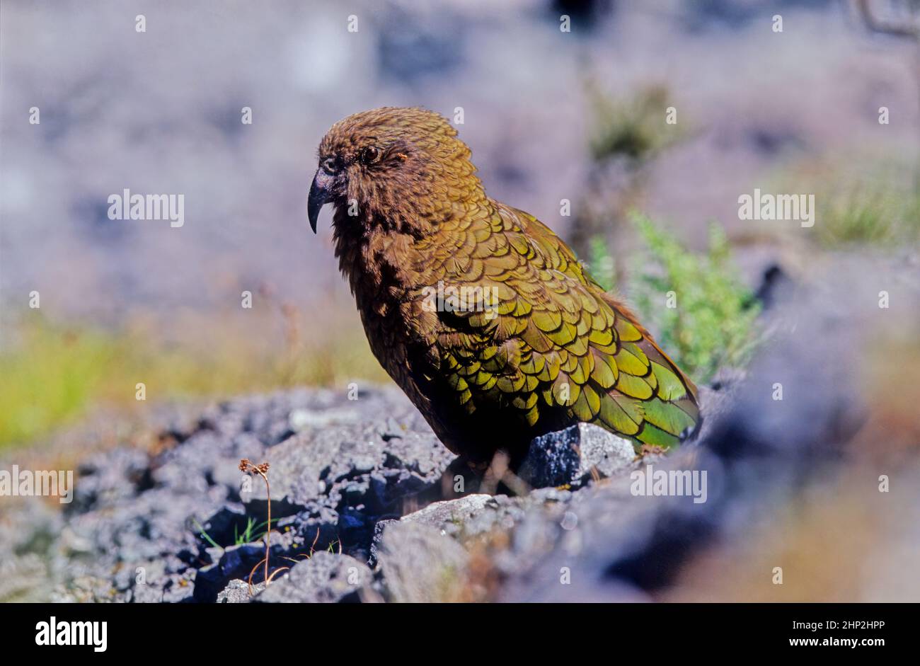 Le kea, Nestor notabilis est une espèce de grand perroquet de la famille des Nestoridae, qui se trouve dans les régions boisées et alpines de l'île du Sud de New Ze Banque D'Images