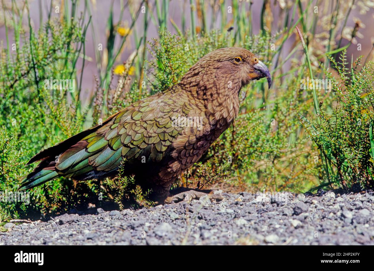 Le kea, Nestor notabilis est une espèce de grand perroquet de la famille des Nestoridae, qui se trouve dans les régions boisées et alpines de l'île du Sud de New Ze Banque D'Images