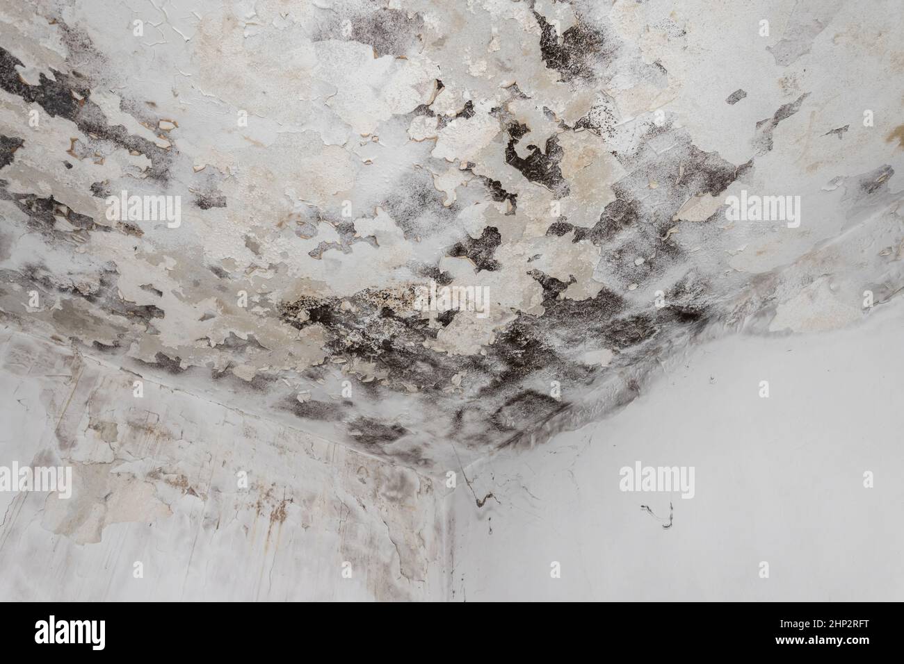 Taches de mousse et de moisissure sur le plafond sur le mur en raison d'une mauvaise ventilation de l'air et d'une humidité élevée.Atteinte à la santé. Banque D'Images