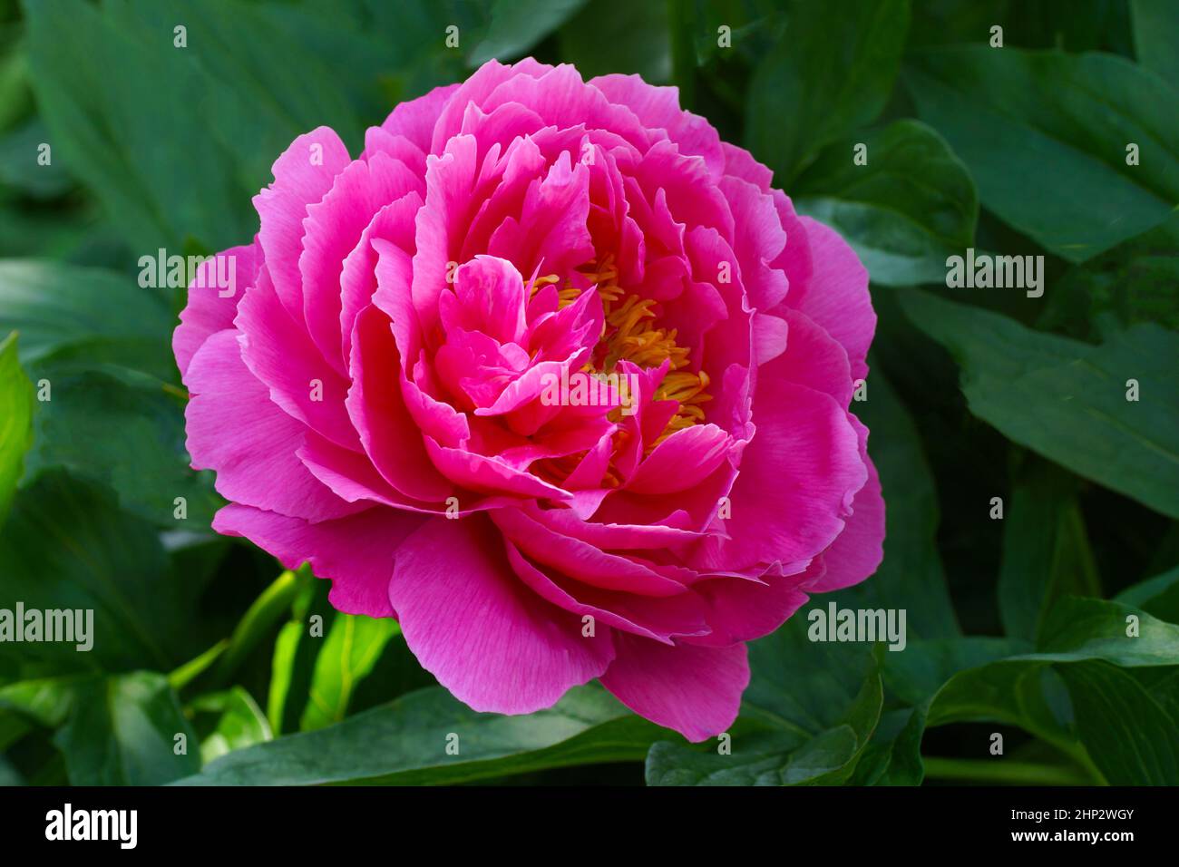 Paeonia lactiflora Goody. Une fleur en gros plan à l'extérieur. Double fleur de pivoine cramoisi. Banque D'Images