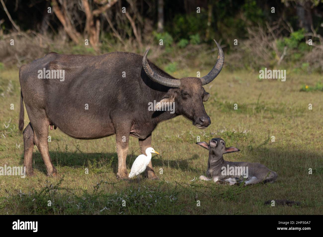 Buffle d'eau asiatique (Bubalus bubalis) avec veau Banque D'Images