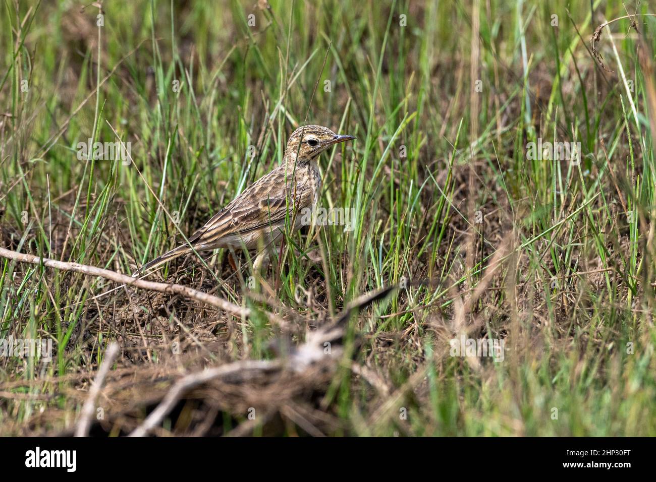 Paruline fantoïde striée (Cisticola joncidis) Banque D'Images