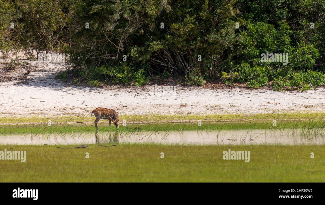 Le cerf maculé (axe), paître sur le bord du lac Banque D'Images