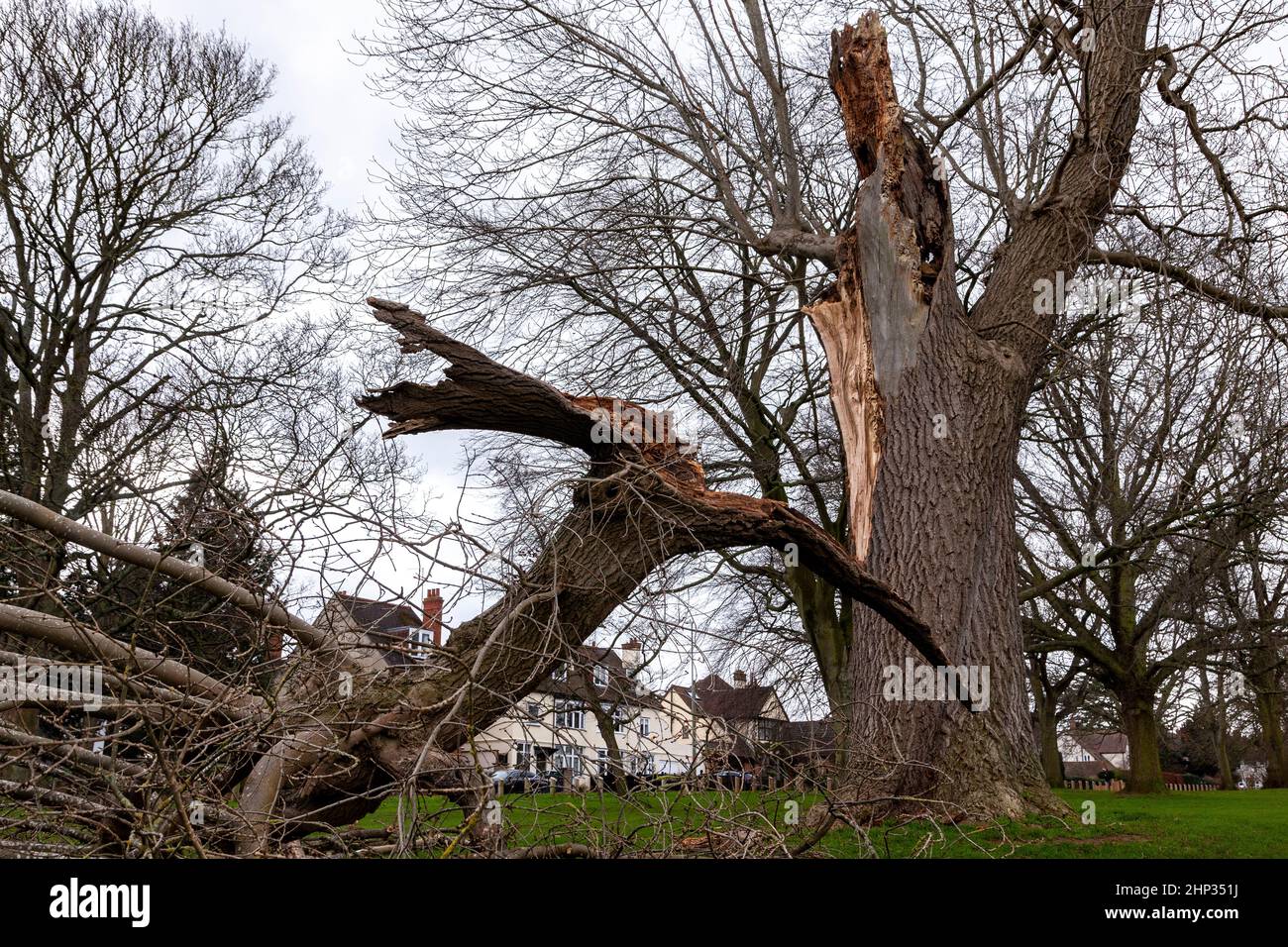 Northampton, Royaume-Uni. Météo. 18th février 2022. Vents forts dans le parc d'Abington alors que la force de la tempête Eunice arrive en soufflant sur les arbres. Crédit : Keith J Smith./Alamy Live News. Banque D'Images