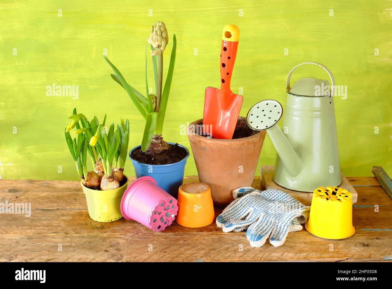 jeunes fleurs de jacinthe et de primula, équipement de jardinage sur table en bois. Jardinage au printemps, bon espace de copie Banque D'Images