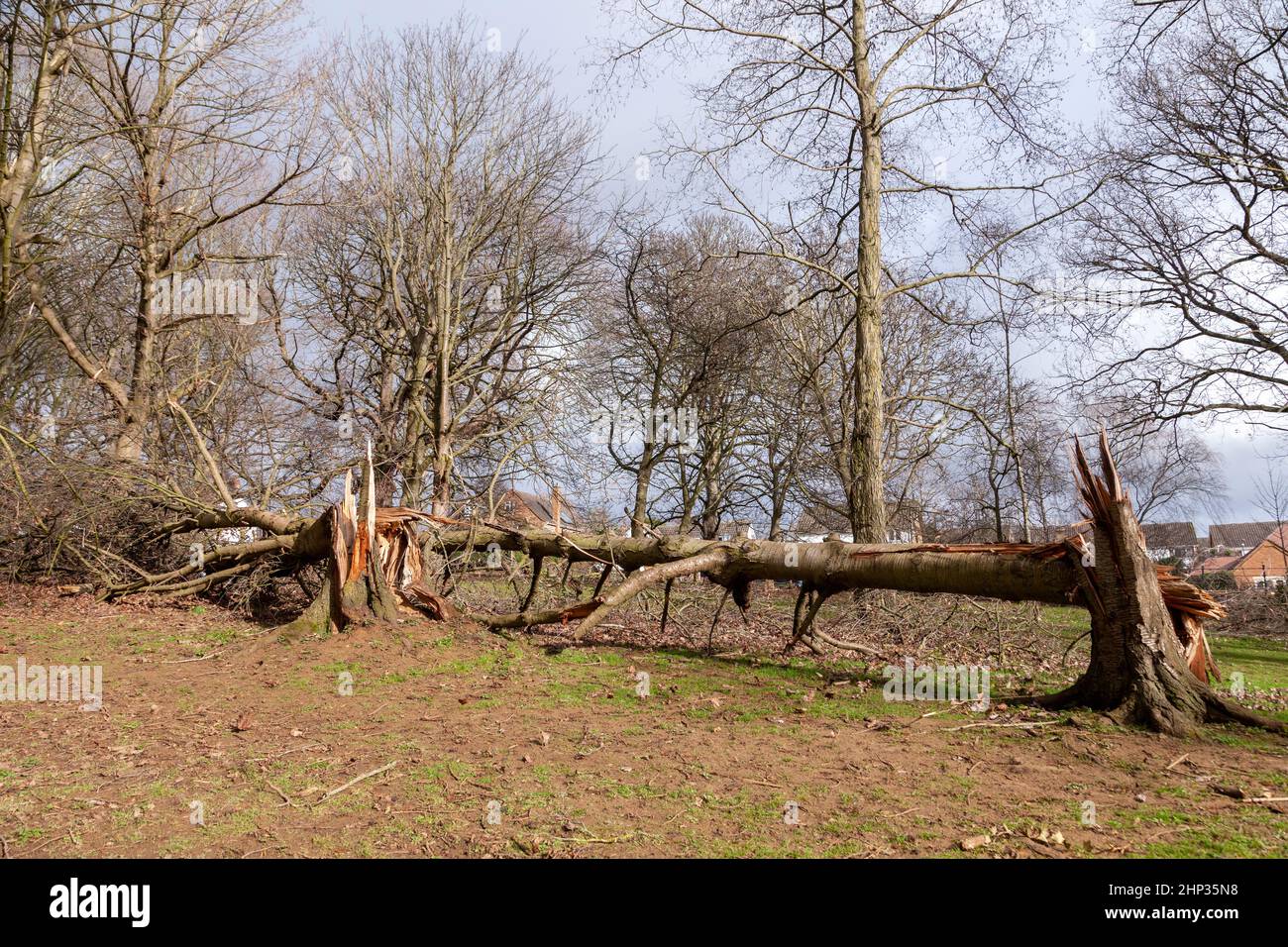 Northampton, Royaume-Uni. Météo. 18th février 2022. Vents forts dans le parc d'Abington alors que la force de la tempête Eunice arrive en soufflant sur les arbres. Crédit : Keith J Smith./Alamy Live News. Banque D'Images