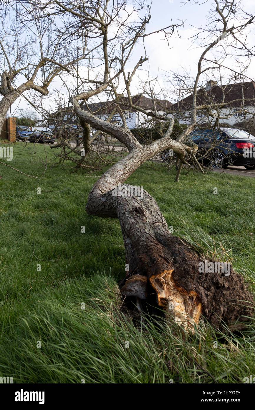 Un arbre tombé causé par Storm Eunice en février 2022 dans le sud de l'Angleterre Banque D'Images