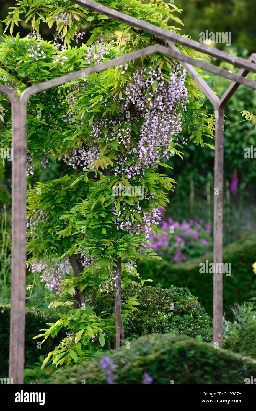 Fleurs lilas wisteria vignes cascades vers le bas cadre d'escalade,belvédère,fleurs de wisteria,floraison,raceme,racames,train,formation,jardin,fleurs,flo Banque D'Images