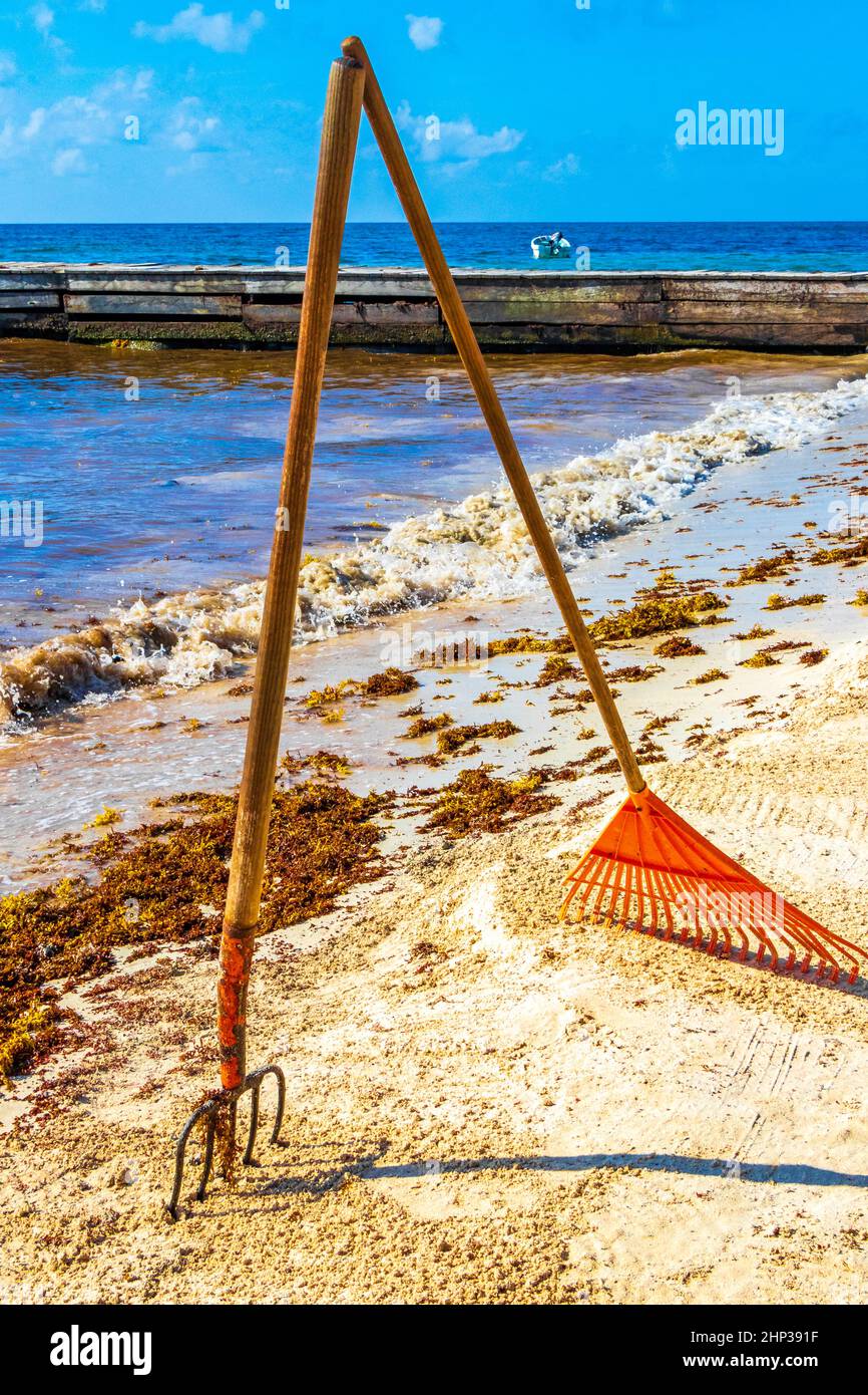 Jardin de la fourche Broom de la feuille de roke et beaucoup d'algues rouges très dégoûtantes sargazo à la plage tropicale mexicaine à Playa del Carmen Mexique. Banque D'Images